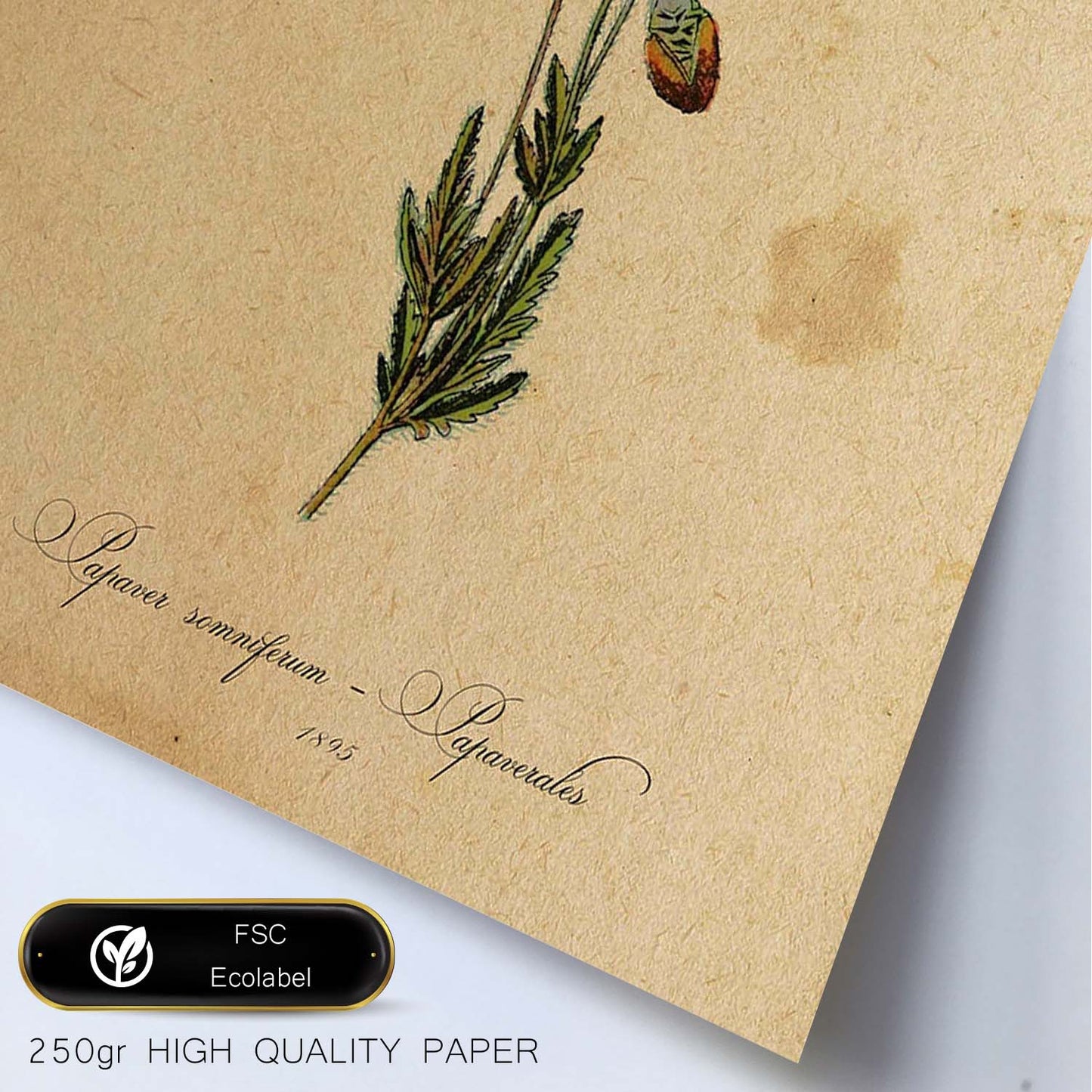 Poster de flores vintage. Lámina Papaver somniferum con diseño vintage.-Artwork-Nacnic-Nacnic Estudio SL