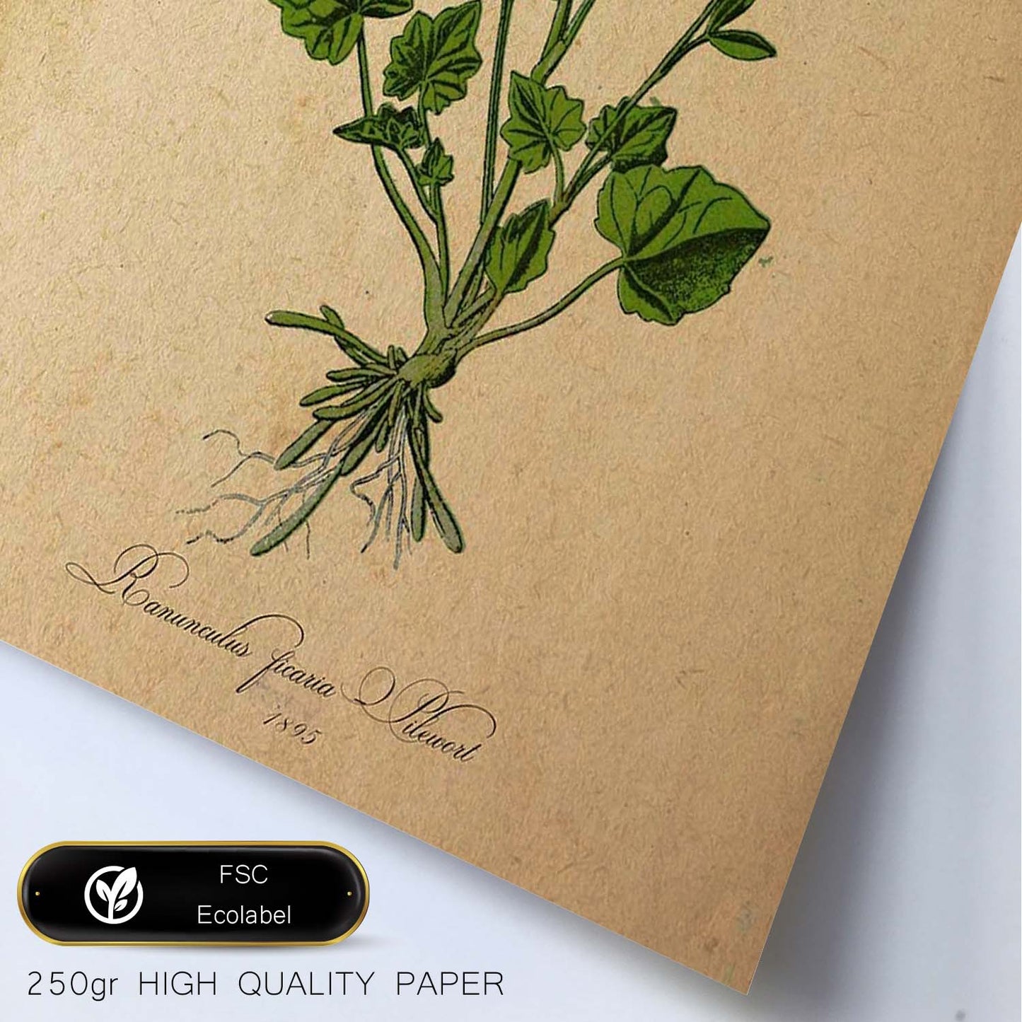 Poster de flores vintage. Lámina Ranunculus ficaria con diseño vintage.-Artwork-Nacnic-Nacnic Estudio SL