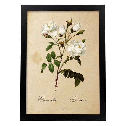 Poster de flores vintage. Lámina Rosa alba con diseño vintage.-Artwork-Nacnic-A4-Marco Negro-Nacnic Estudio SL