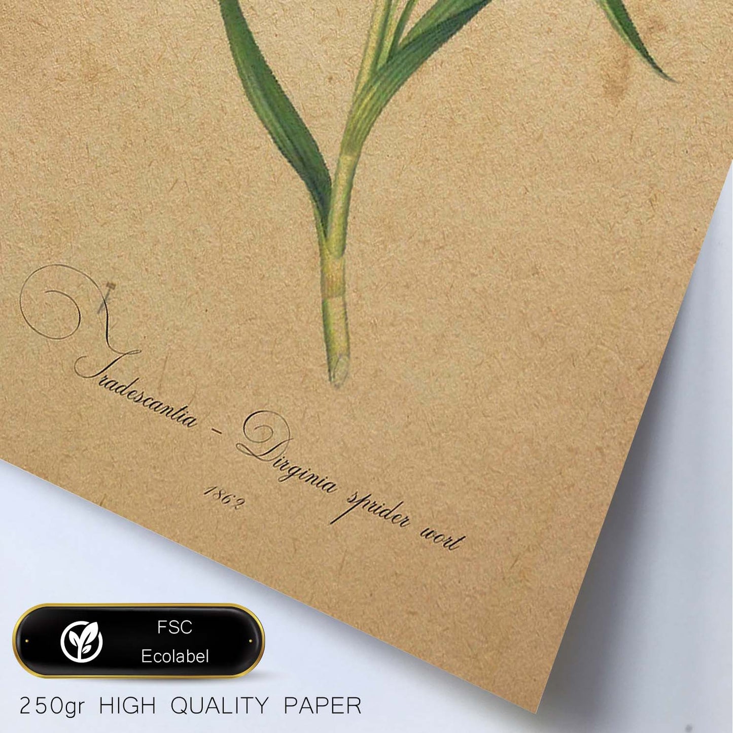 Poster de flores vintage. Lámina Tradescantia con diseño vintage.-Artwork-Nacnic-Nacnic Estudio SL