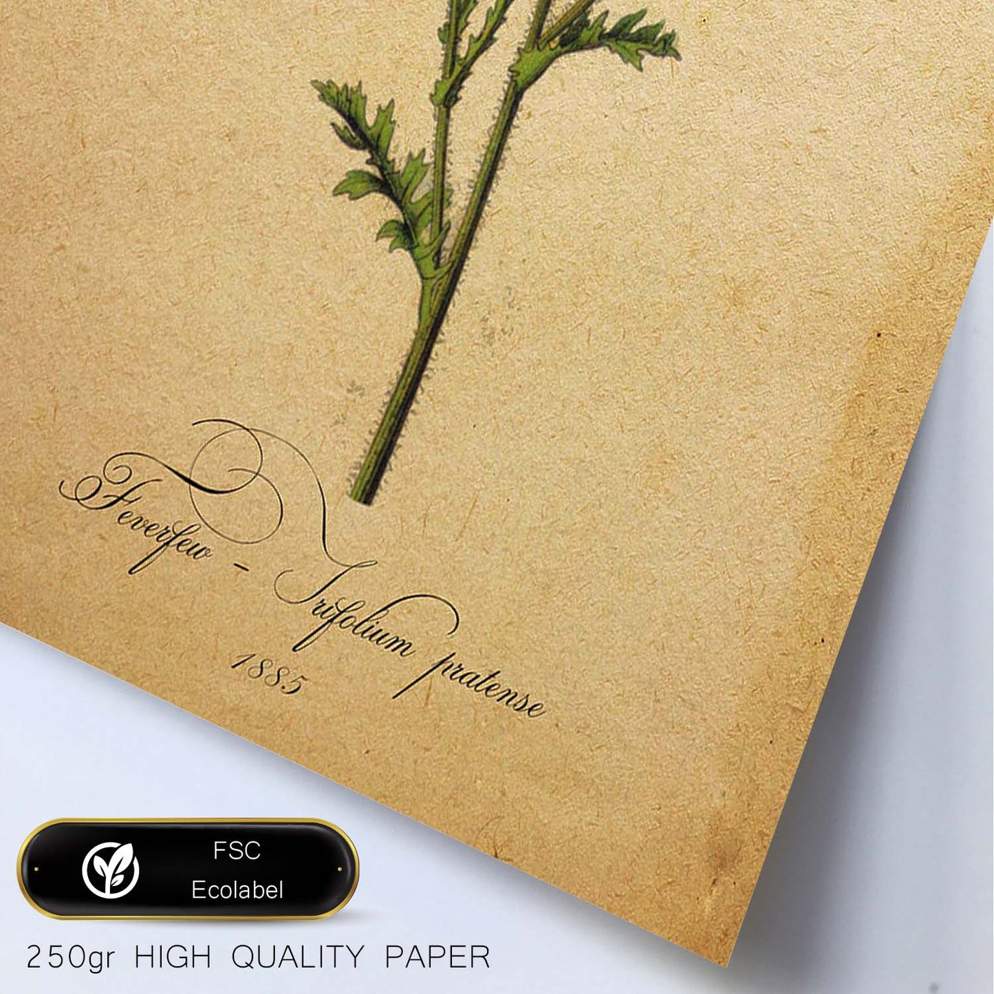 Poster de flores vintage. Lámina Trifolium pratense con diseño vintage.-Artwork-Nacnic-Nacnic Estudio SL