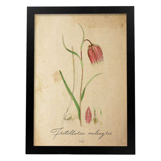 Poster de flores vintage. Lámina Troutish lilly con diseño vintage.-Artwork-Nacnic-A4-Marco Negro-Nacnic Estudio SL