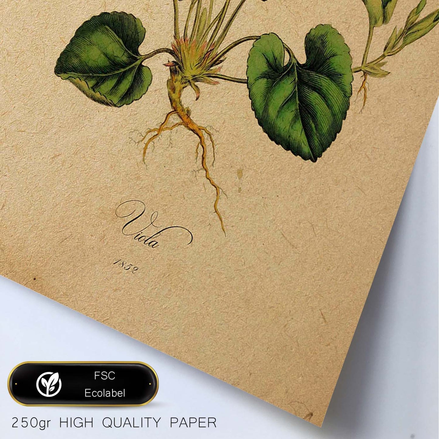 Poster de flores vintage. Lámina Viola con diseño vintage.-Artwork-Nacnic-Nacnic Estudio SL