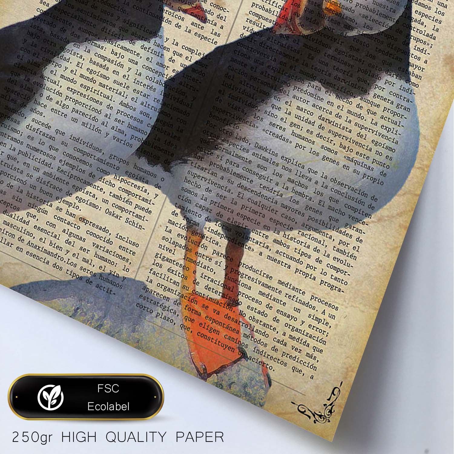 Poster de Frailecillos. Láminas de animales con definiciones. Ilustraciones de animales con textos.-Artwork-Nacnic-Nacnic Estudio SL