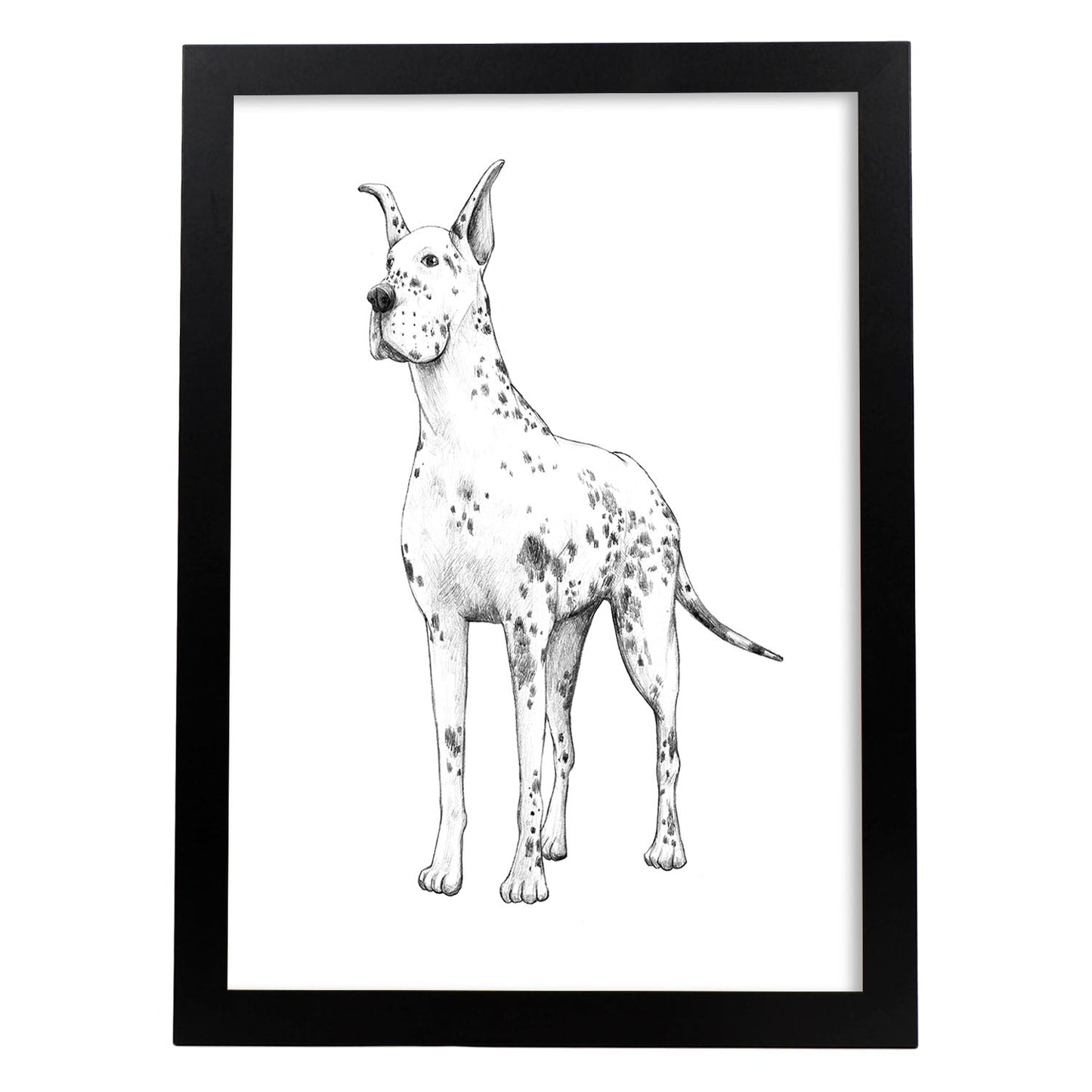 Poster de Gran danes blanco. Lámina decorativa de perros.-Artwork-Nacnic-A4-Marco Negro-Nacnic Estudio SL