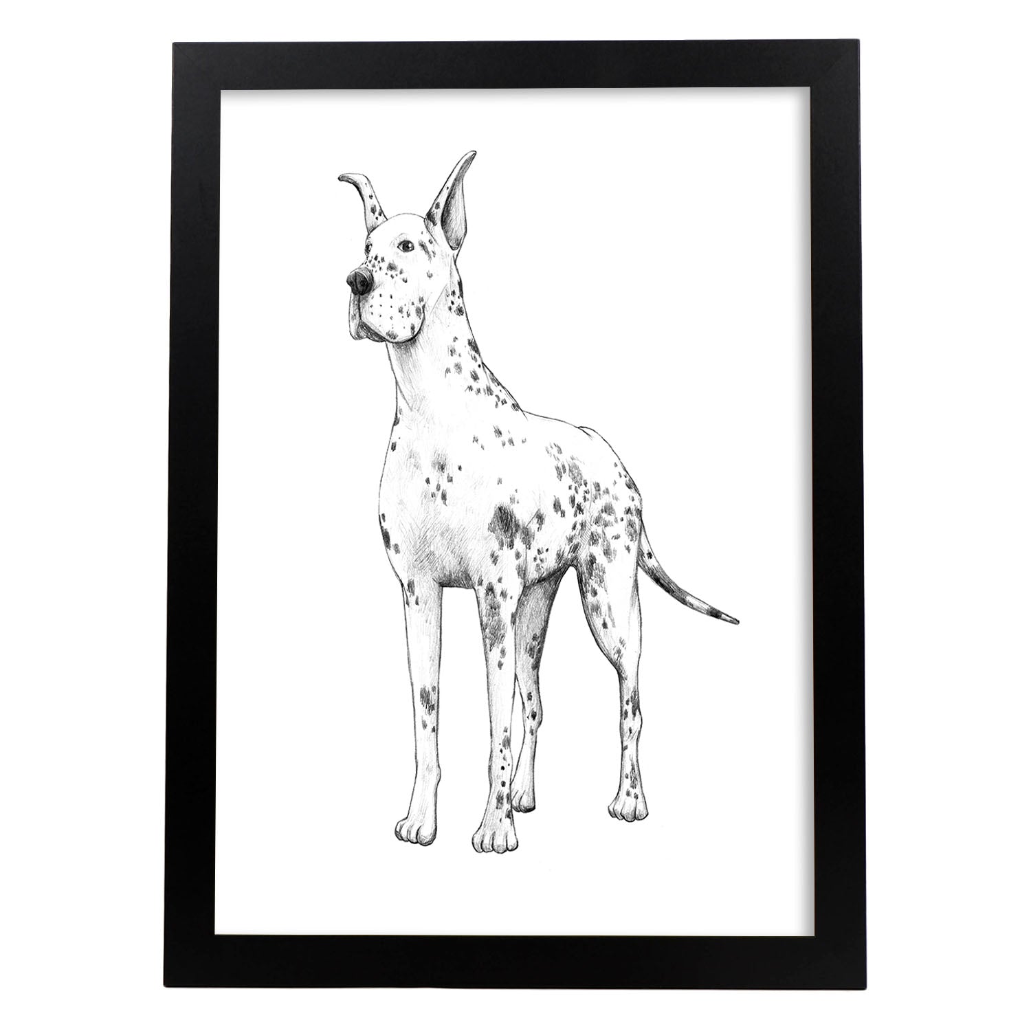 Poster de Gran danes blanco. Lámina decorativa de perros.-Artwork-Nacnic-A4-Marco Negro-Nacnic Estudio SL