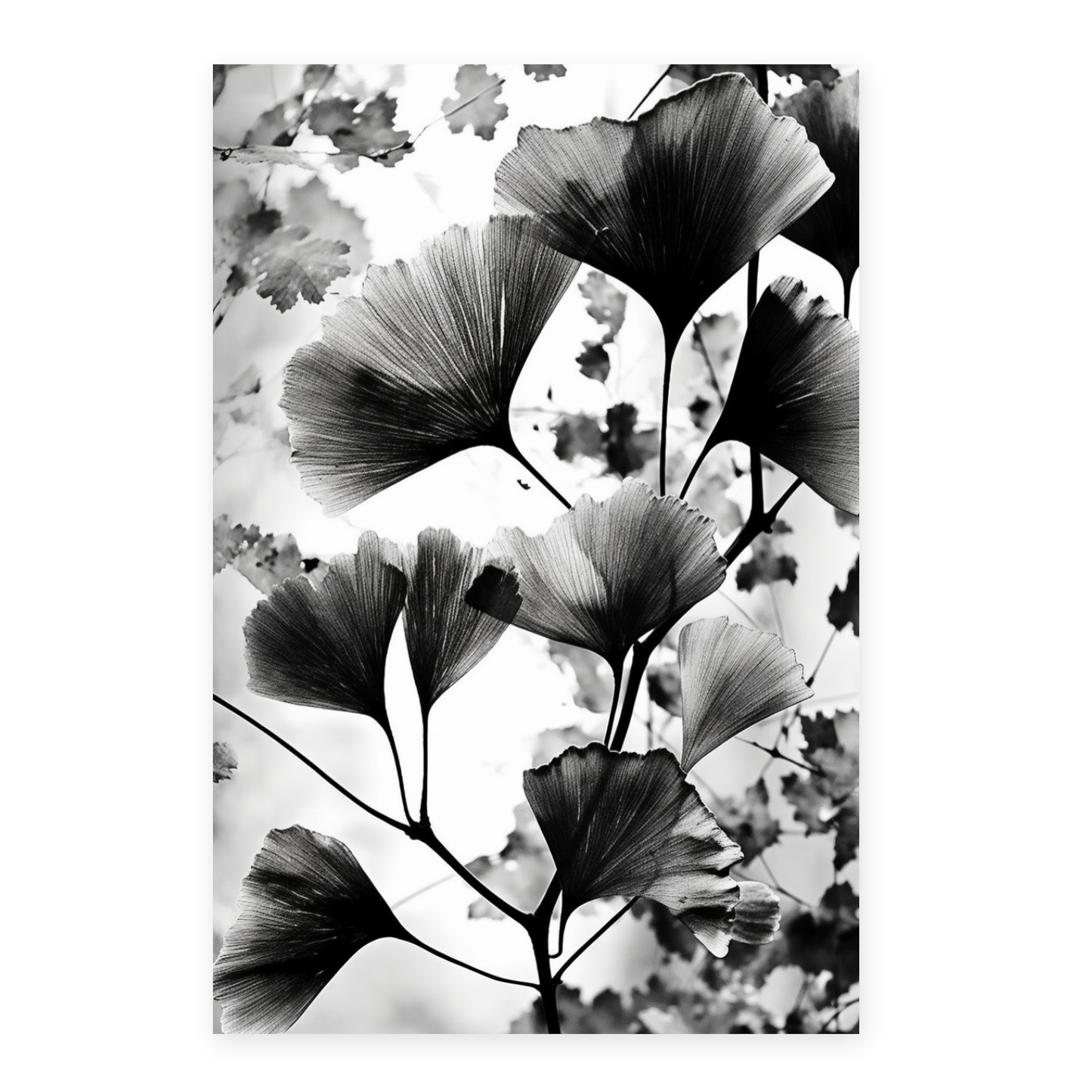 Lámina de Gingko Biloba Vintage en Negro