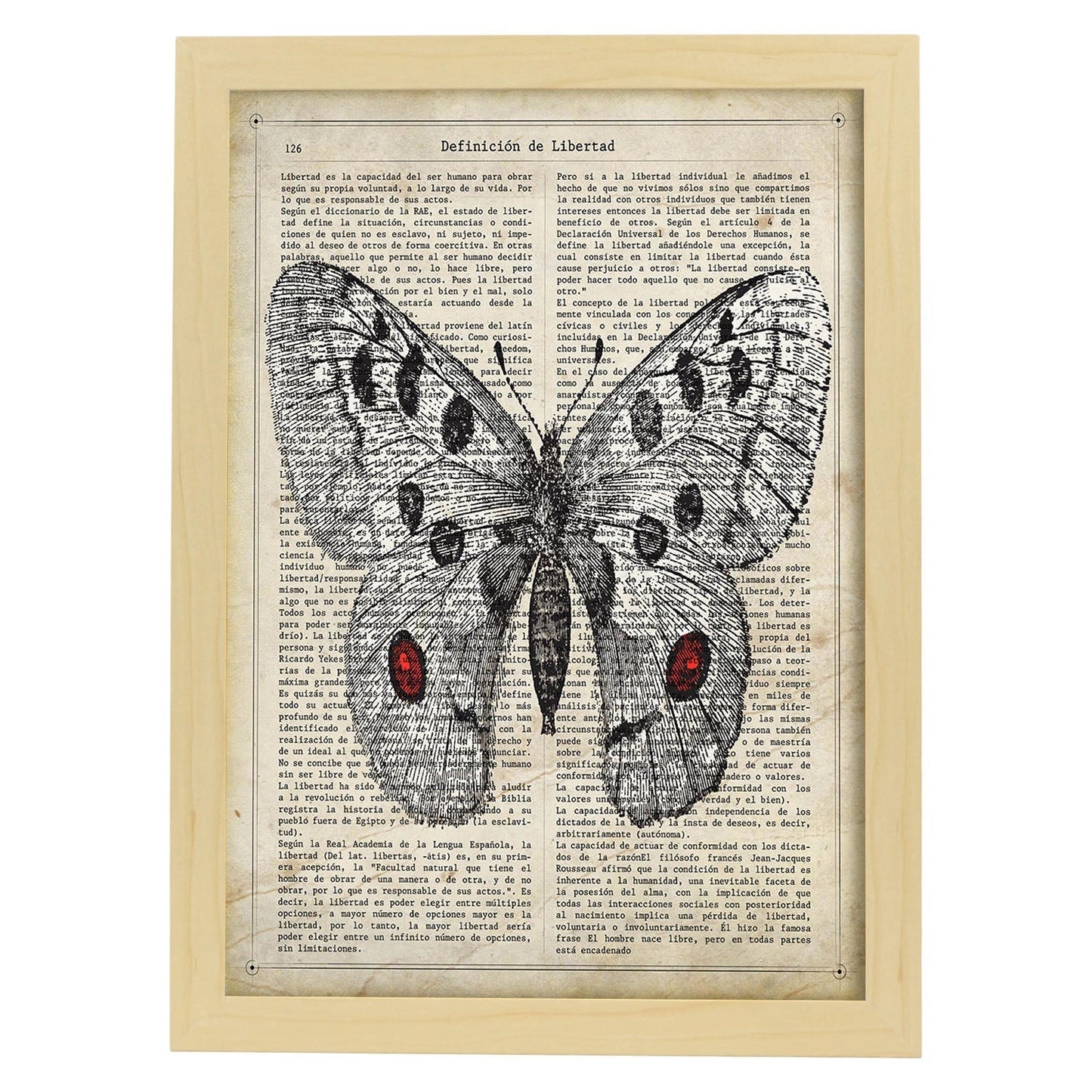 Poster de Mariposa Apollo. Láminas de mariposas. Decoración de mariposas y polillas.-Artwork-Nacnic-A3-Marco Madera clara-Nacnic Estudio SL