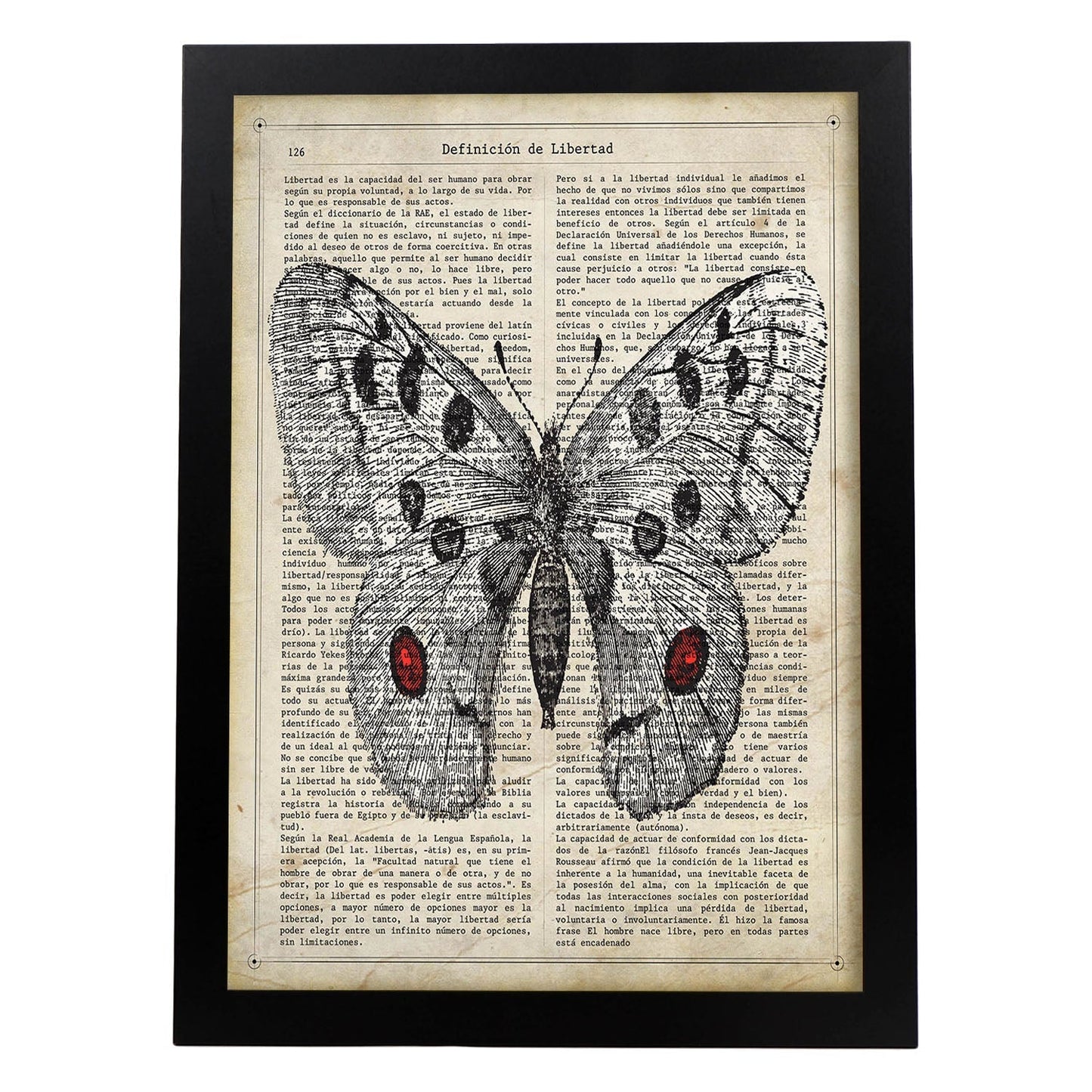 Poster de Mariposa Apollo. Láminas de mariposas. Decoración de mariposas y polillas.-Artwork-Nacnic-A3-Marco Negro-Nacnic Estudio SL