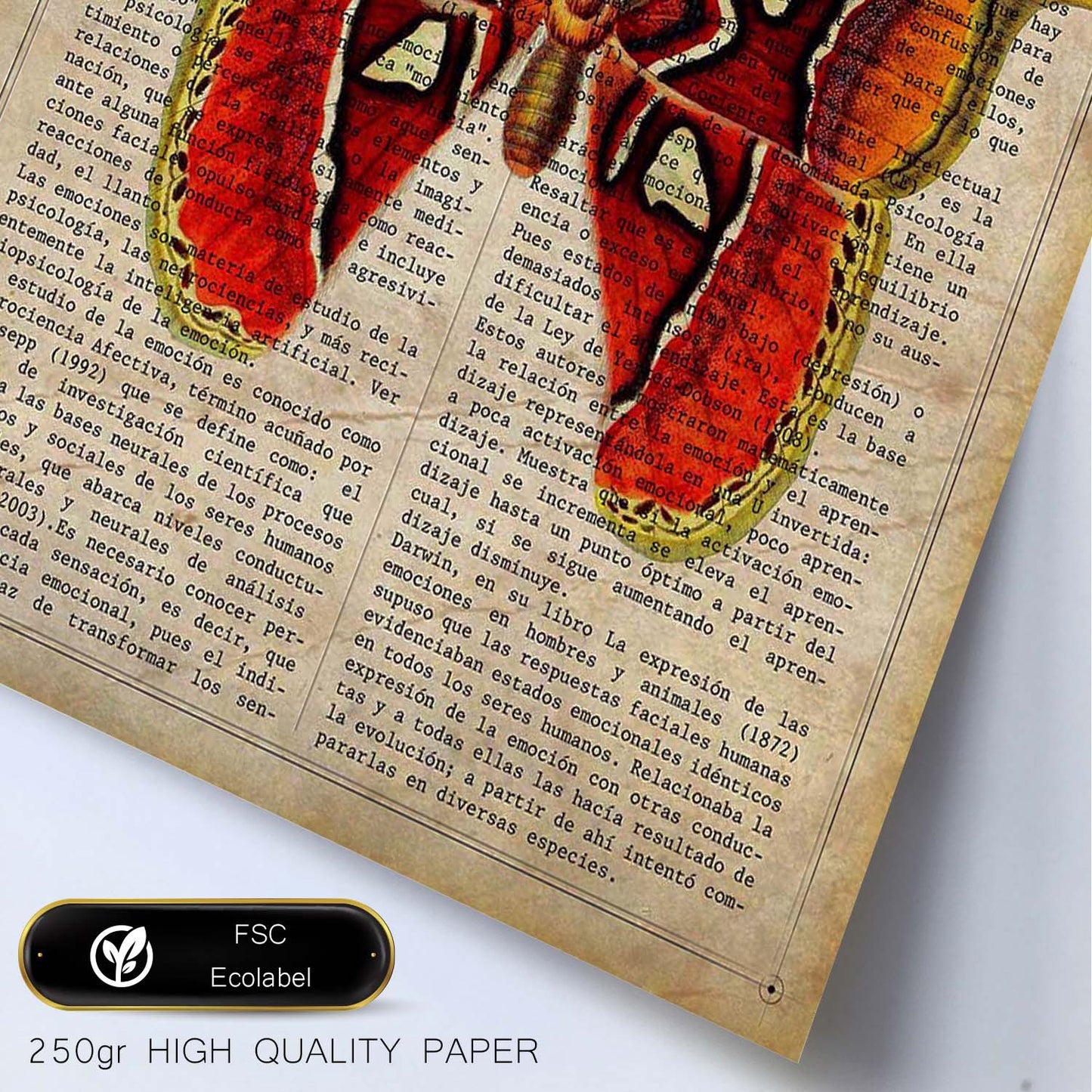 Poster de Mariposa Atlas. Láminas de mariposas. Decoración de mariposas y polillas.-Artwork-Nacnic-Nacnic Estudio SL