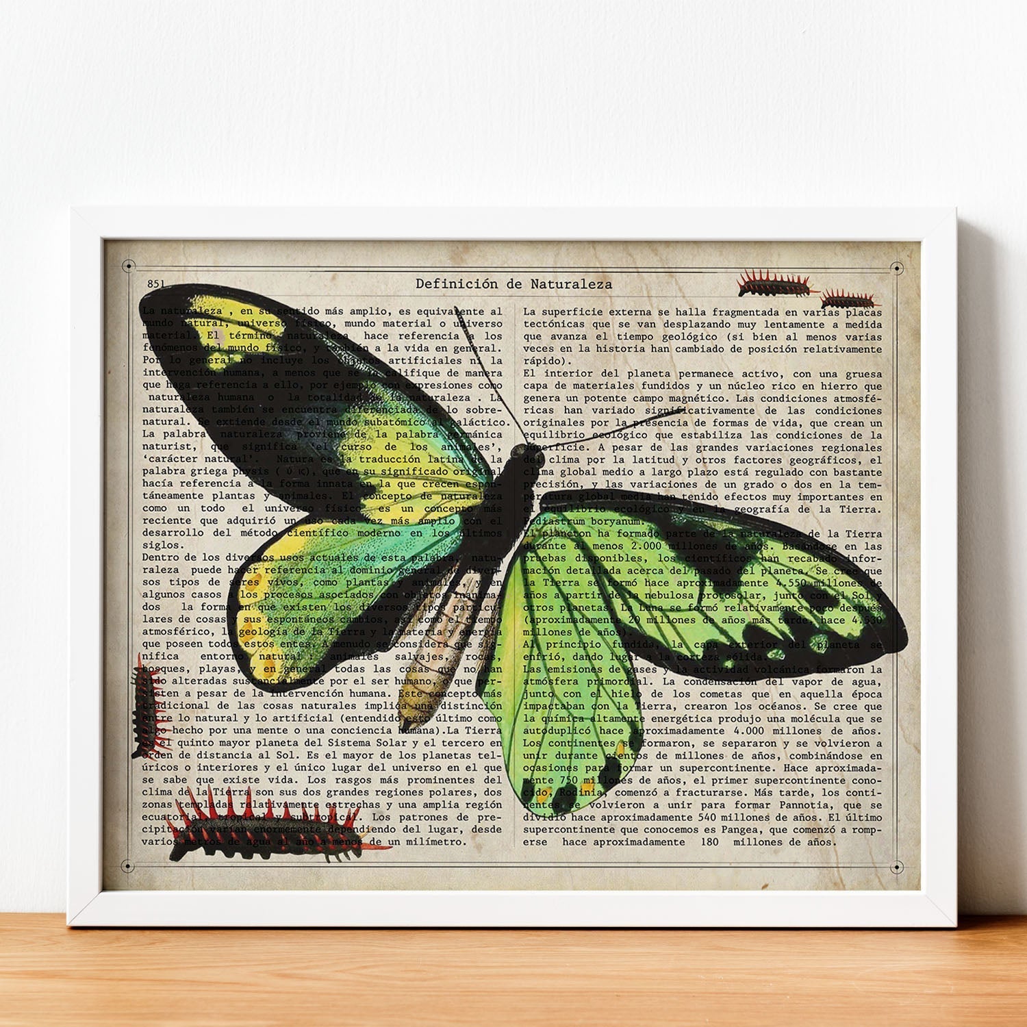 Poster de Mariposa verde H. Láminas de mariposas. Decoración de mariposas y polillas.-Artwork-Nacnic-Nacnic Estudio SL