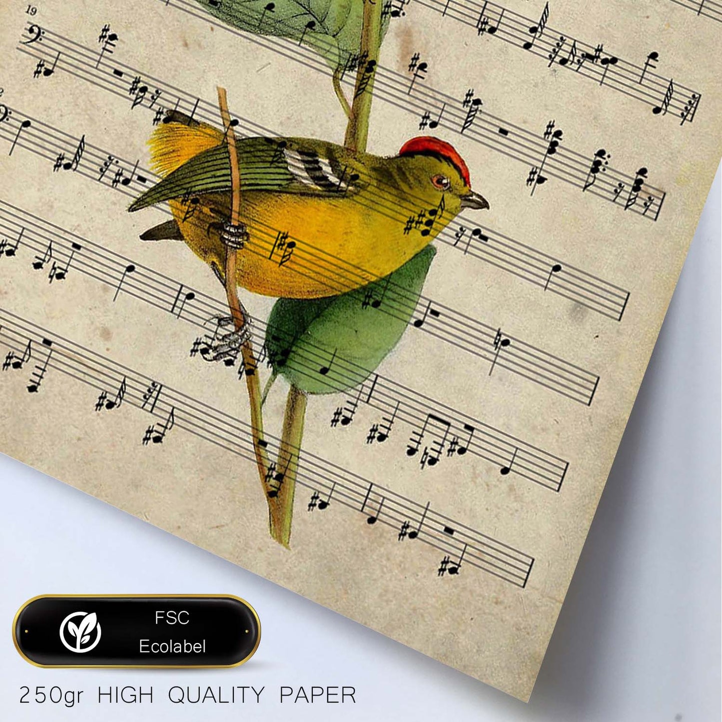 Poster de pajaros. Lámina de Calyptura con partituras. Cuadros de pajaritos con partituras musicales.-Artwork-Nacnic-Nacnic Estudio SL