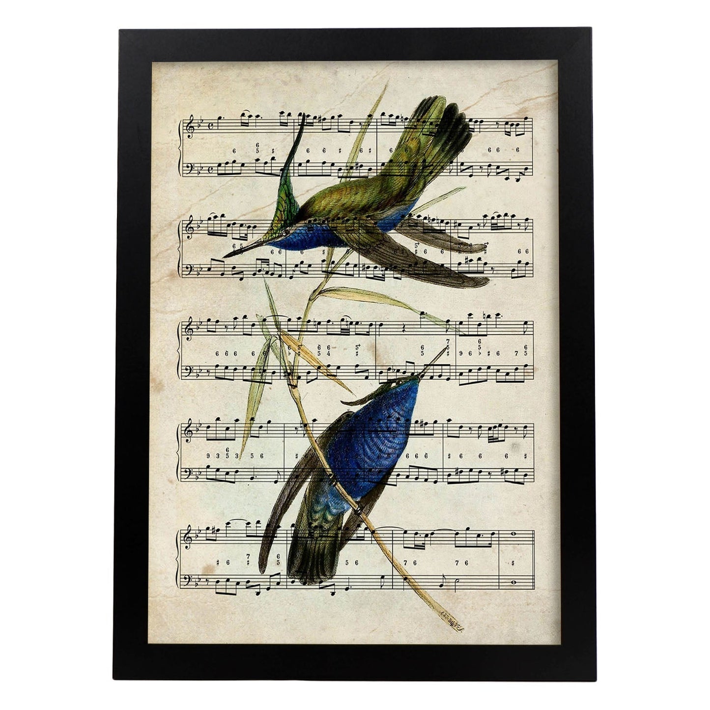 Poster de pajaros. Lámina de Colibri azul con partituras. Cuadros de pajaritos con partituras musicales.-Artwork-Nacnic-A3-Marco Negro-Nacnic Estudio SL