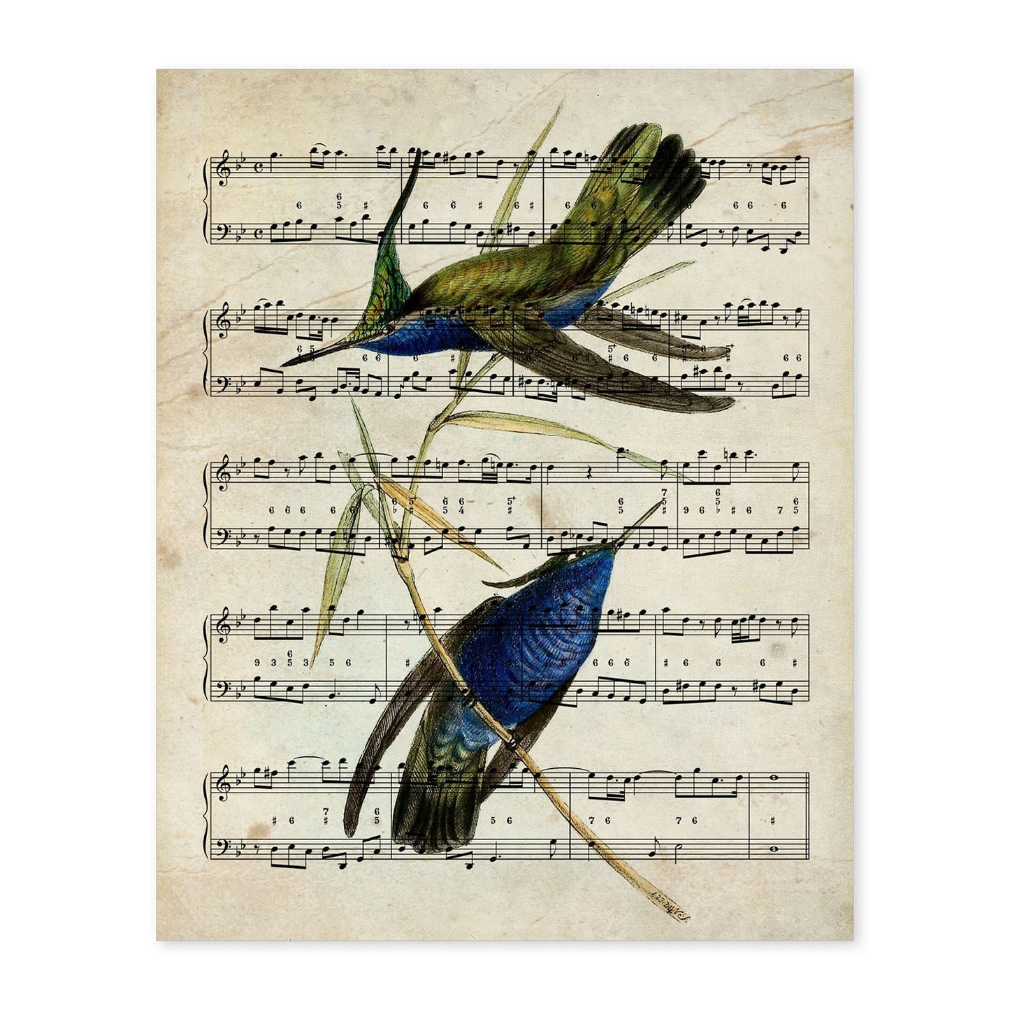 Poster de pajaros. Lámina de Colibri azul con partituras. Cuadros de pajaritos con partituras musicales.-Artwork-Nacnic-A4-Sin marco-Nacnic Estudio SL