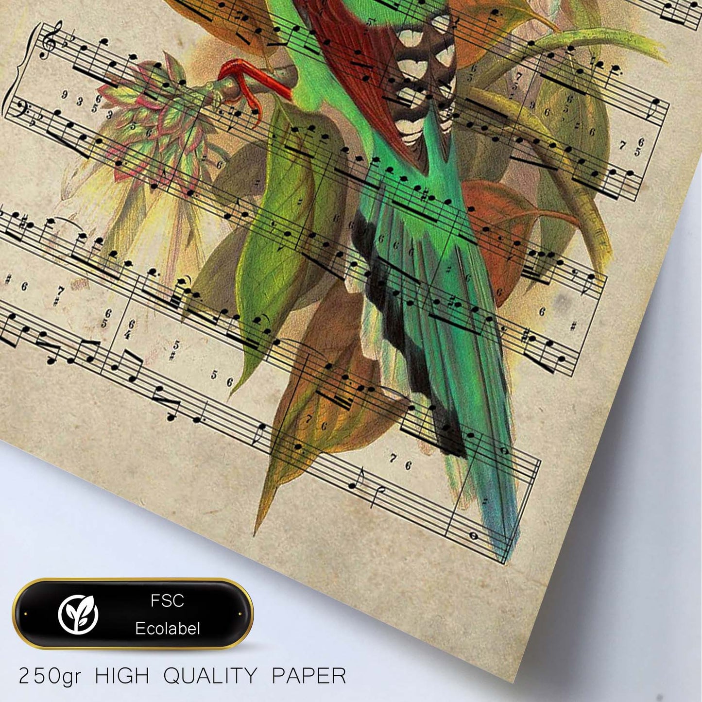 Poster de pajaros. Lámina de Colibris con partituras. Cuadros de pajaritos con partituras musicales.-Artwork-Nacnic-Nacnic Estudio SL