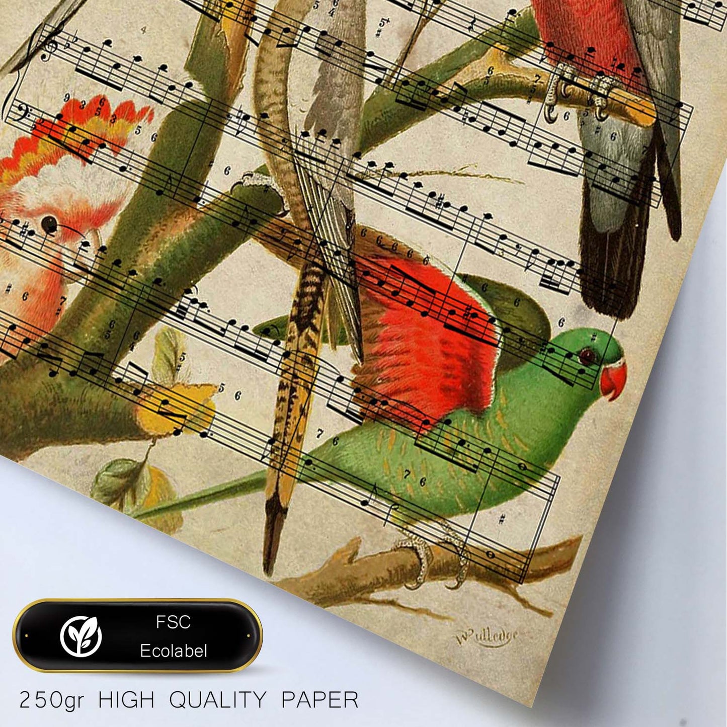 Poster de pajaros. Lámina de Ninfas con partituras. Cuadros de pajaritos con partituras musicales.-Artwork-Nacnic-Nacnic Estudio SL