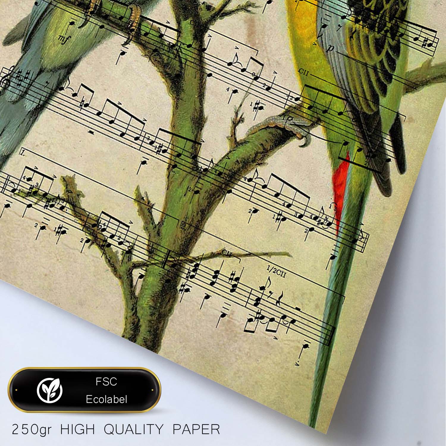 Poster de pajaros. Lámina de Periquitos con partituras. Cuadros de pajaritos con partituras musicales.-Artwork-Nacnic-Nacnic Estudio SL