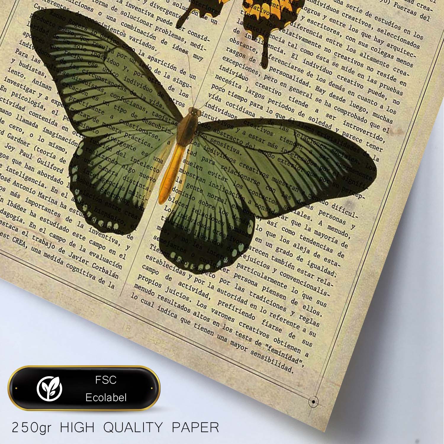 Poster de Papilio zalmoxis. Láminas de mariposas. Decoración de mariposas y polillas.-Artwork-Nacnic-Nacnic Estudio SL