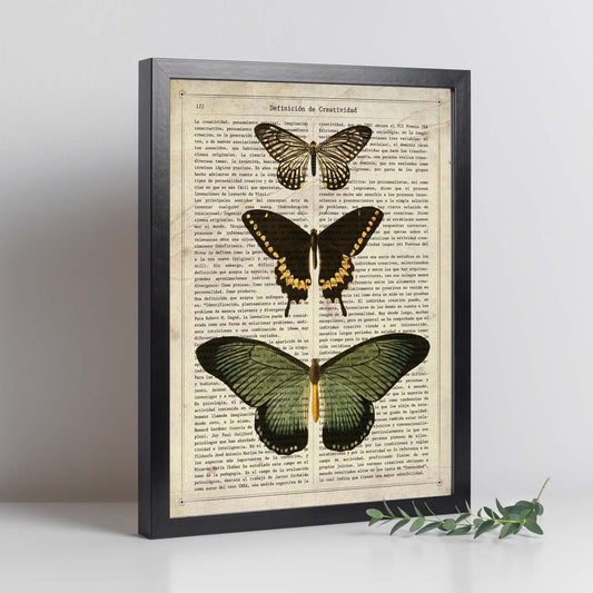 Poster de Papilio zalmoxis. Láminas de mariposas. Decoración de mariposas y polillas.-Artwork-Nacnic-Nacnic Estudio SL