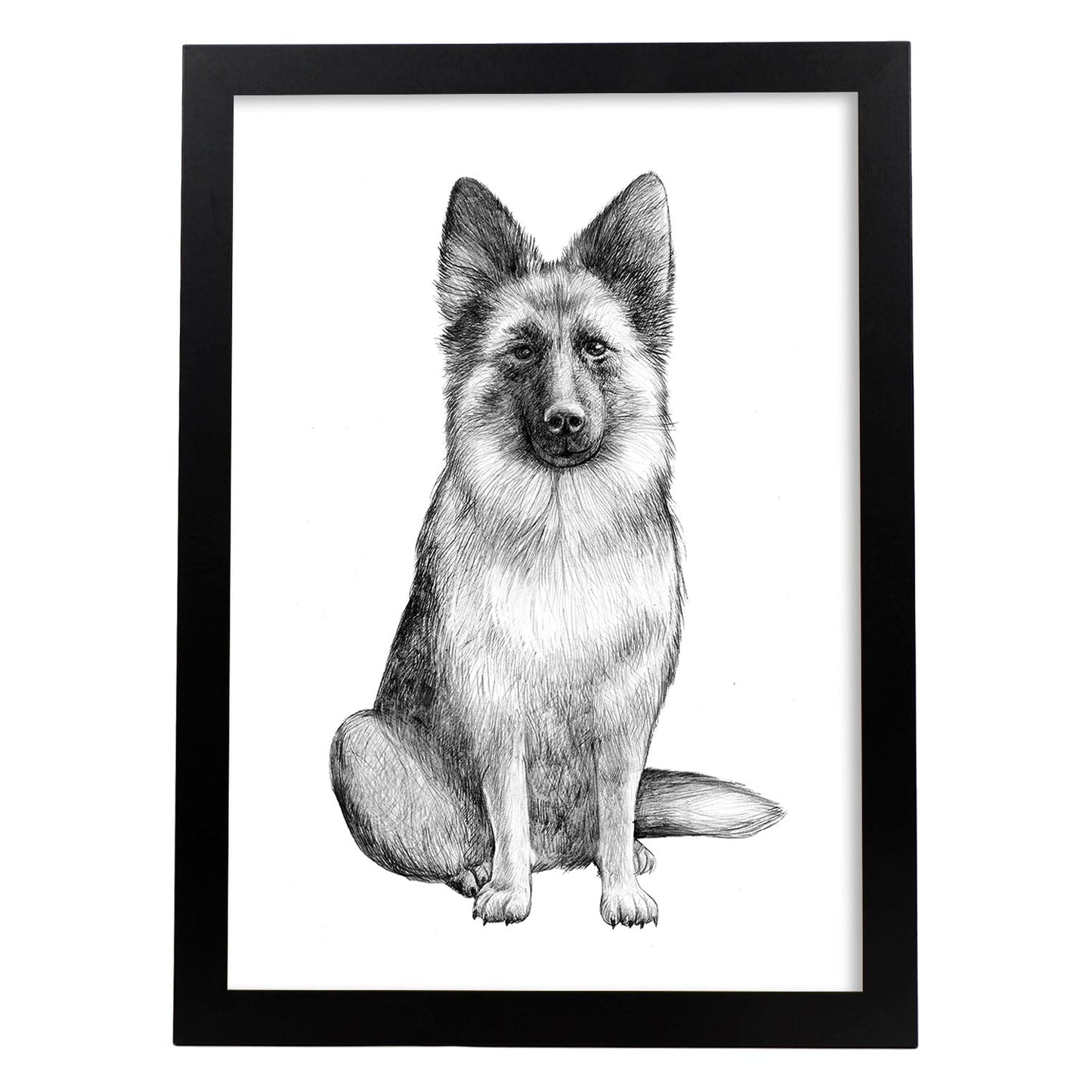 Poster de Pastor aleman blanco. Lámina decorativa de perros.-Artwork-Nacnic-A3-Marco Negro-Nacnic Estudio SL