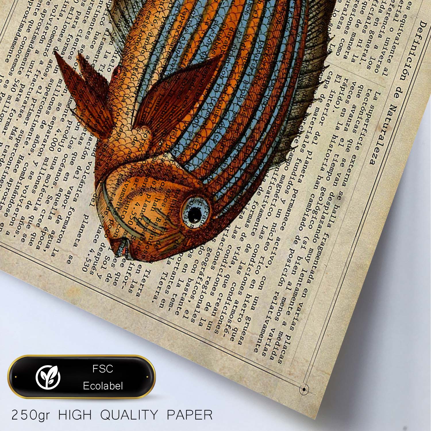 Poster de peces marinos. Lámina de Pez cirujano con definicion. Diseño de peces marinos con definiciones.-Artwork-Nacnic-Nacnic Estudio SL