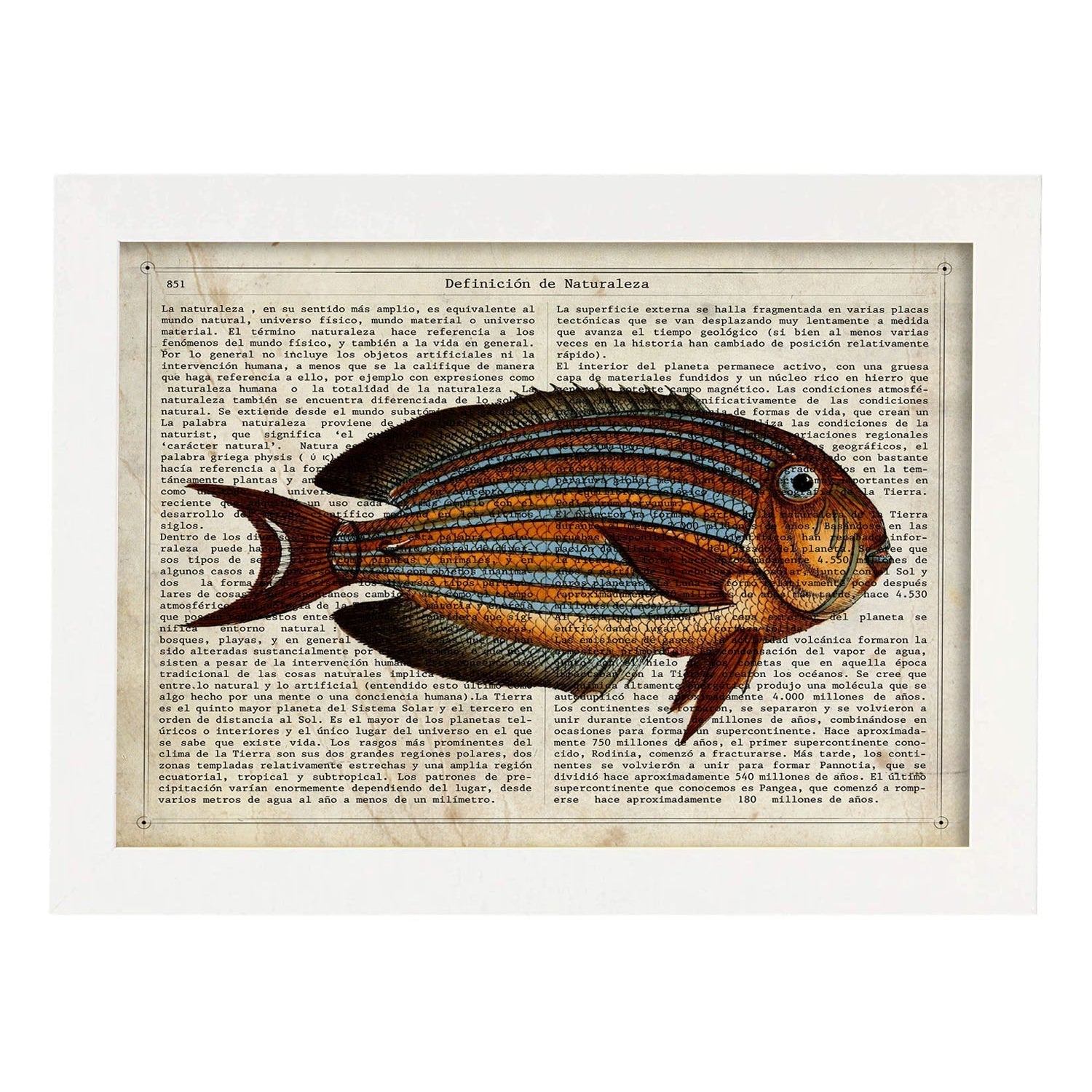 Poster de peces marinos. Lámina de Pez cirujano con definicion. Diseño de peces marinos con definiciones.-Artwork-Nacnic-A3-Marco Blanco-Nacnic Estudio SL