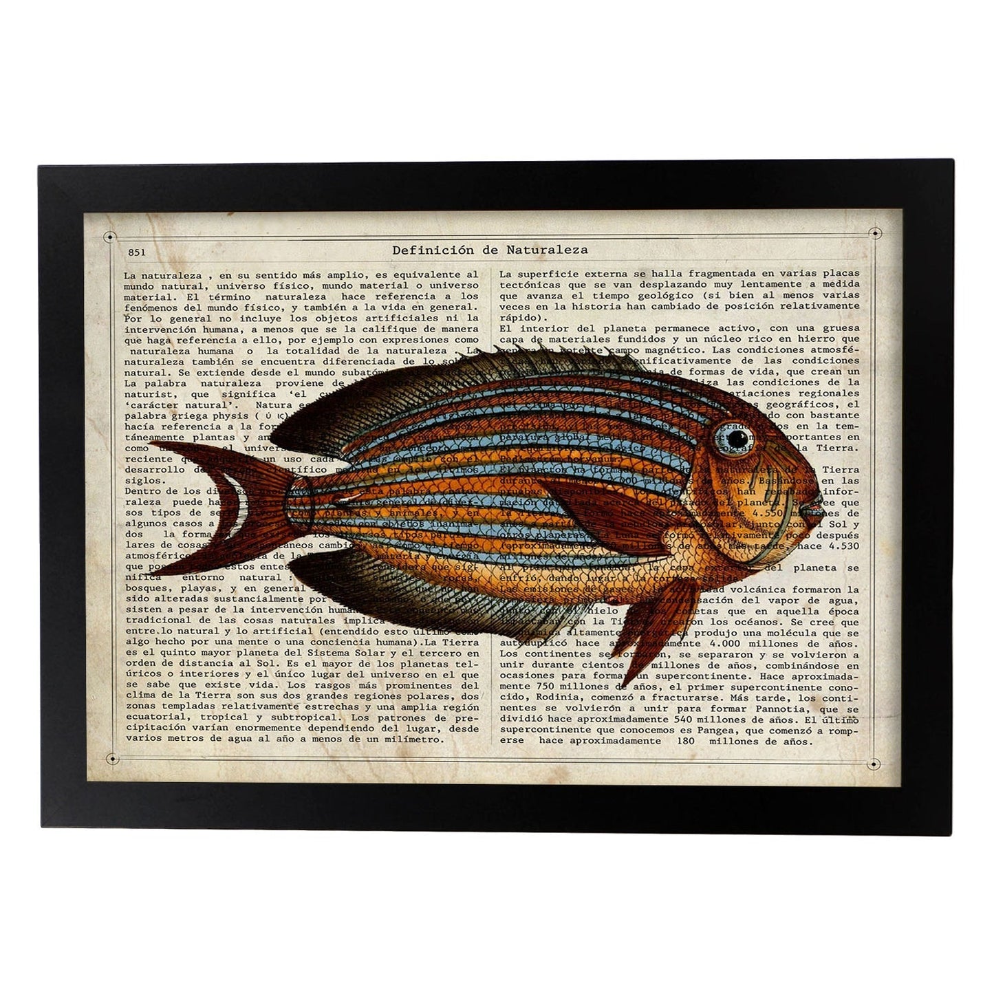 Poster de peces marinos. Lámina de Pez cirujano con definicion. Diseño de peces marinos con definiciones.-Artwork-Nacnic-A3-Marco Negro-Nacnic Estudio SL
