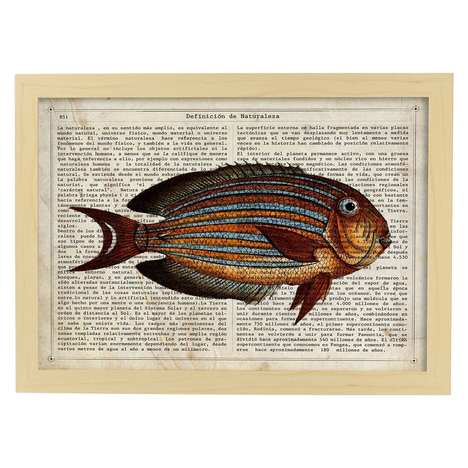 Poster de peces marinos. Lámina de Pez cirujano con definicion. Diseño de peces marinos con definiciones.-Artwork-Nacnic-A4-Marco Madera clara-Nacnic Estudio SL