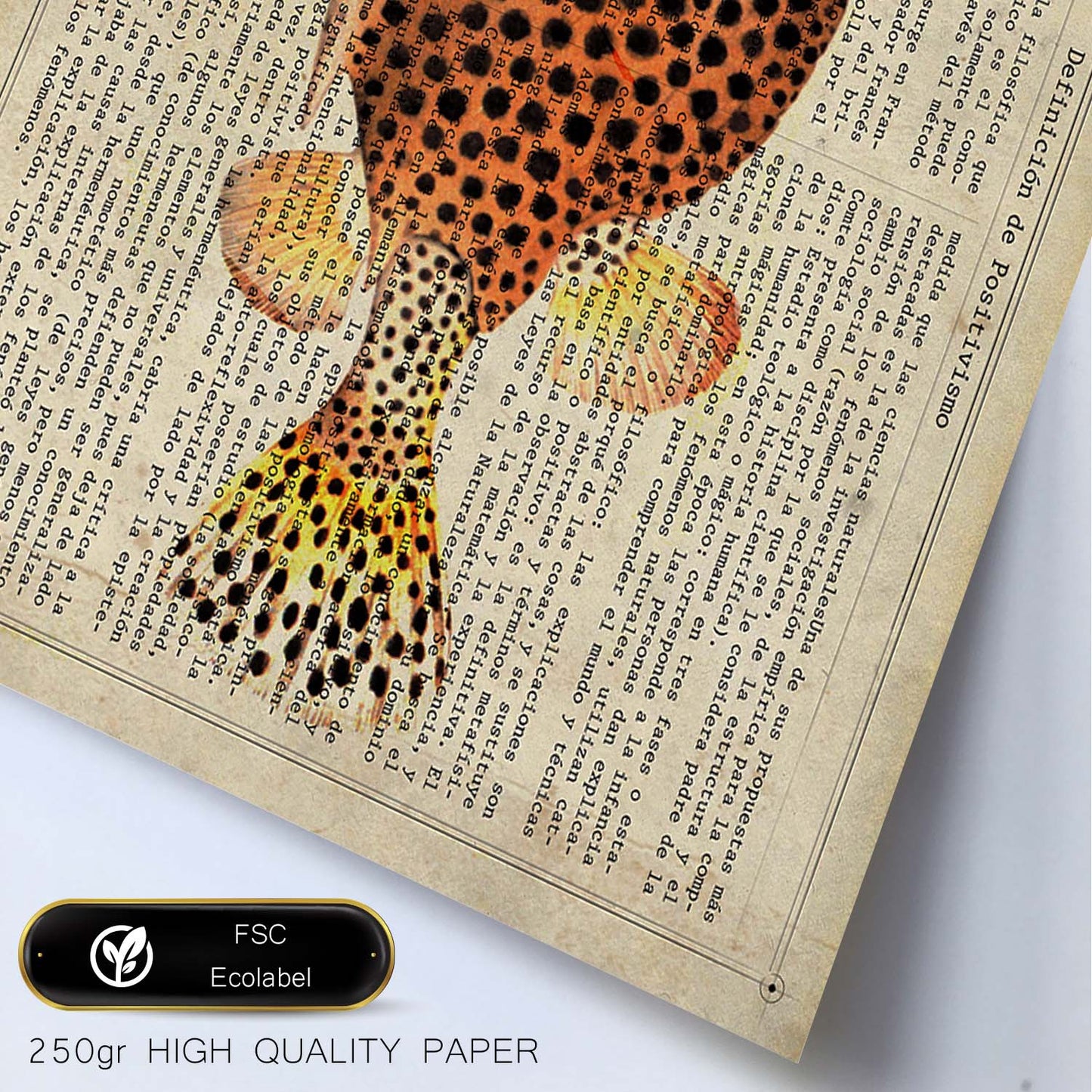 Poster de peces marinos. Lámina de Pez cofre con definicion. Diseño de peces marinos con definiciones.-Artwork-Nacnic-Nacnic Estudio SL