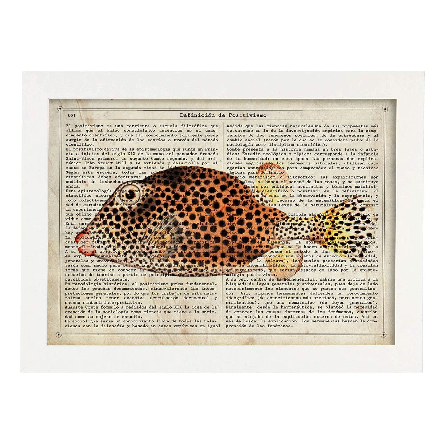 Poster de peces marinos. Lámina de Pez cofre con definicion. Diseño de peces marinos con definiciones.-Artwork-Nacnic-A4-Marco Blanco-Nacnic Estudio SL