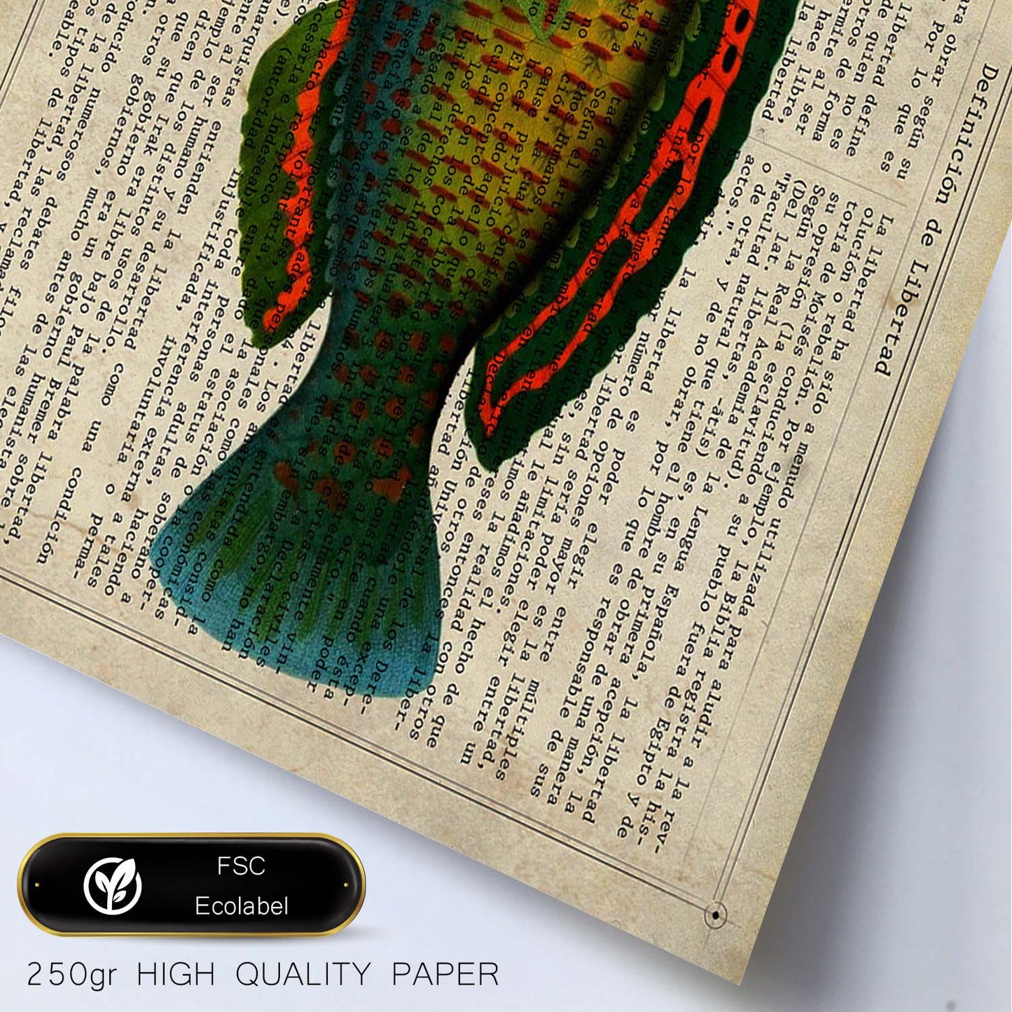 Poster de peces marinos. Lámina de Pez loro con definicion. Diseño de peces marinos con definiciones.-Artwork-Nacnic-Nacnic Estudio SL