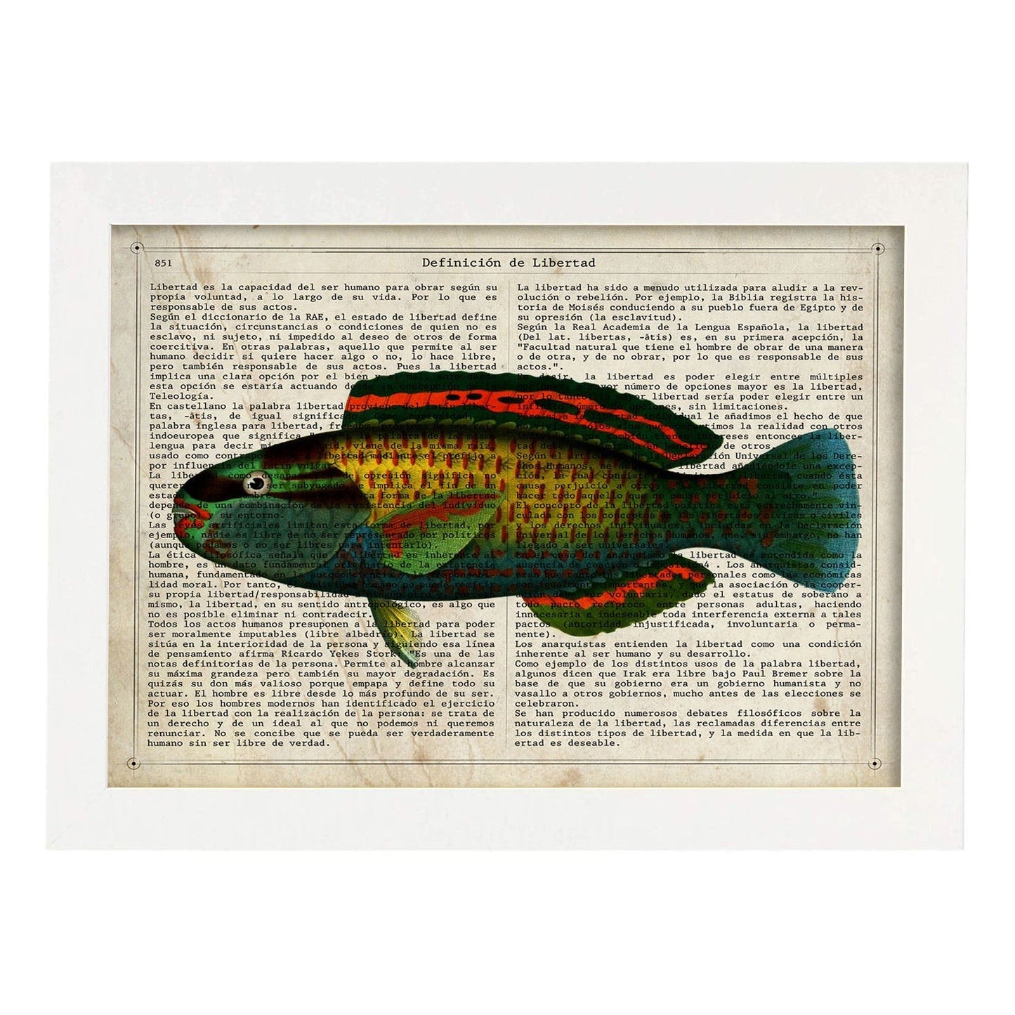 Poster de peces marinos. Lámina de Pez loro con definicion. Diseño de peces marinos con definiciones.-Artwork-Nacnic-A3-Marco Blanco-Nacnic Estudio SL