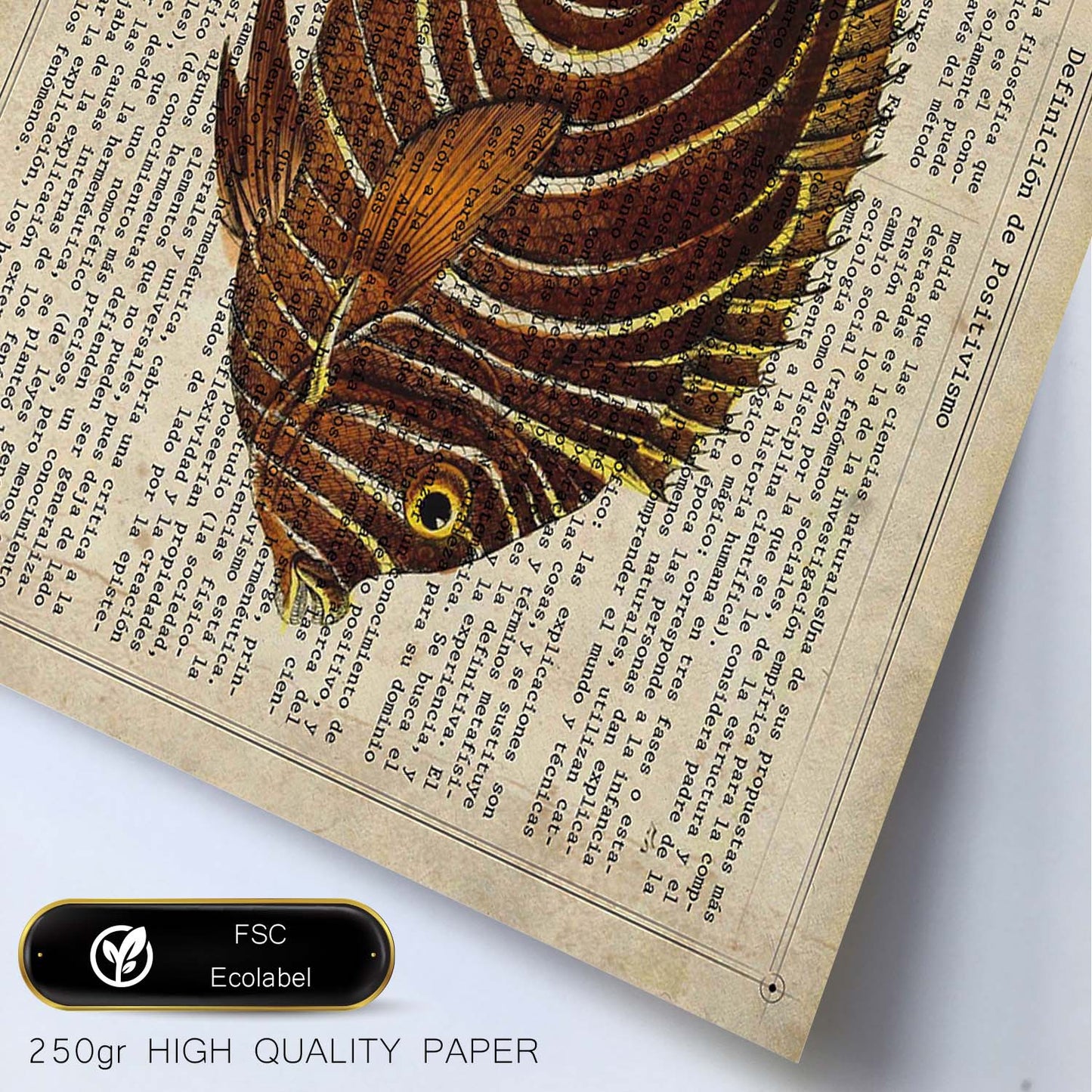Poster de peces marinos. Lámina de Pez mariposa con definicion. Diseño de peces marinos con definiciones.-Artwork-Nacnic-Nacnic Estudio SL