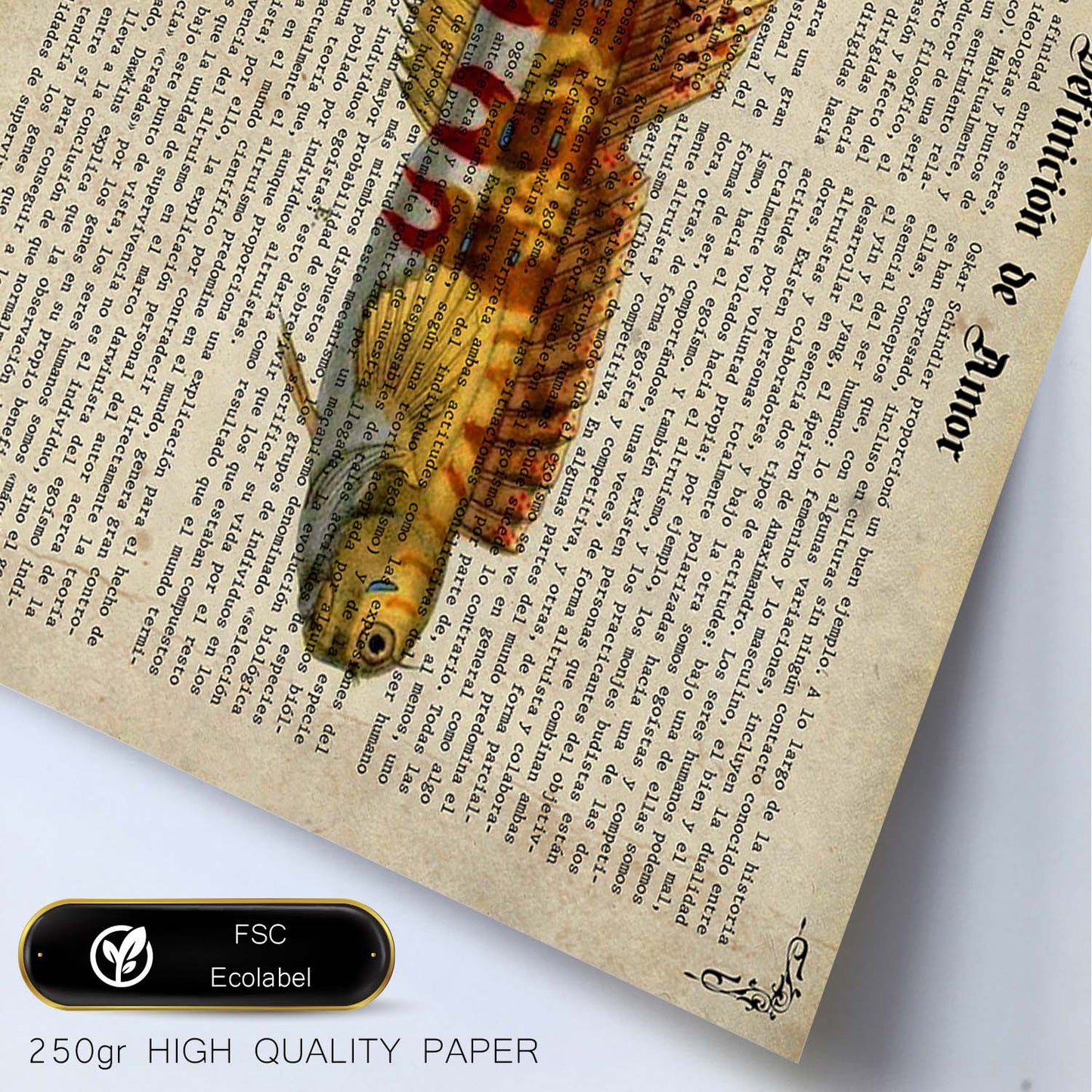 Poster de peces marinos. Lámina de Salarias 2 con definicion. Diseño de peces marinos con definiciones.-Artwork-Nacnic-Nacnic Estudio SL
