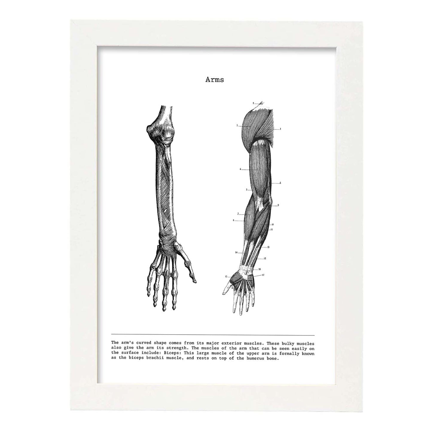 Posters de anatomía en blanco y negro con imágenes del cuerpo humano. Láminas de "Brazo". .-Artwork-Nacnic-A3-Marco Blanco-Nacnic Estudio SL