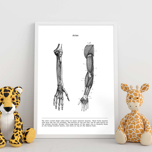 Posters de anatomía en blanco y negro con imágenes del cuerpo humano. Láminas de "Brazo". .-Artwork-Nacnic-Nacnic Estudio SL