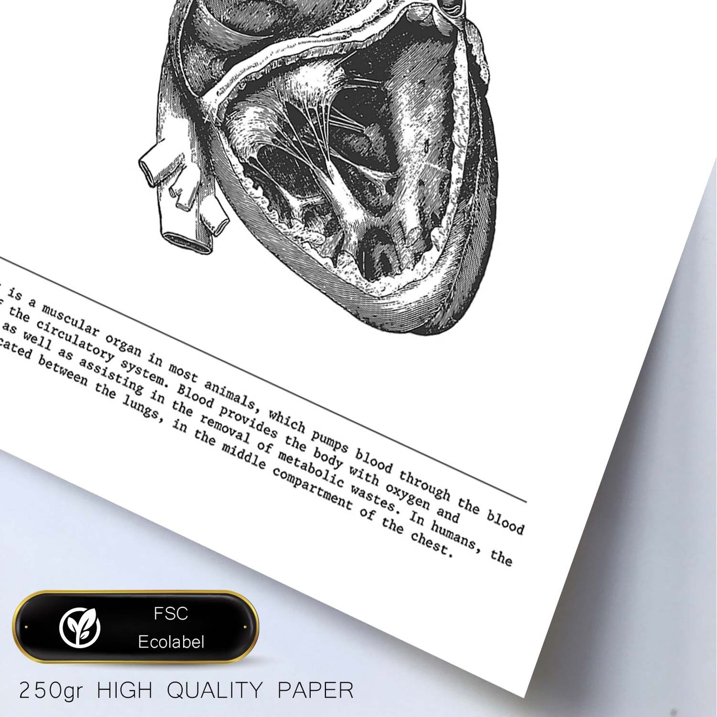 Posters de anatomía en blanco y negro con imágenes del cuerpo humano. Láminas de "Corazón lateral". .-Artwork-Nacnic-Nacnic Estudio SL