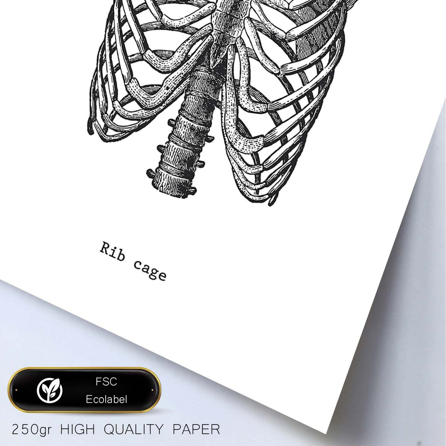 Posters de anatomía en blanco y negro con imágenes del cuerpo humano. Láminas de "Costillas". .-Artwork-Nacnic-Nacnic Estudio SL