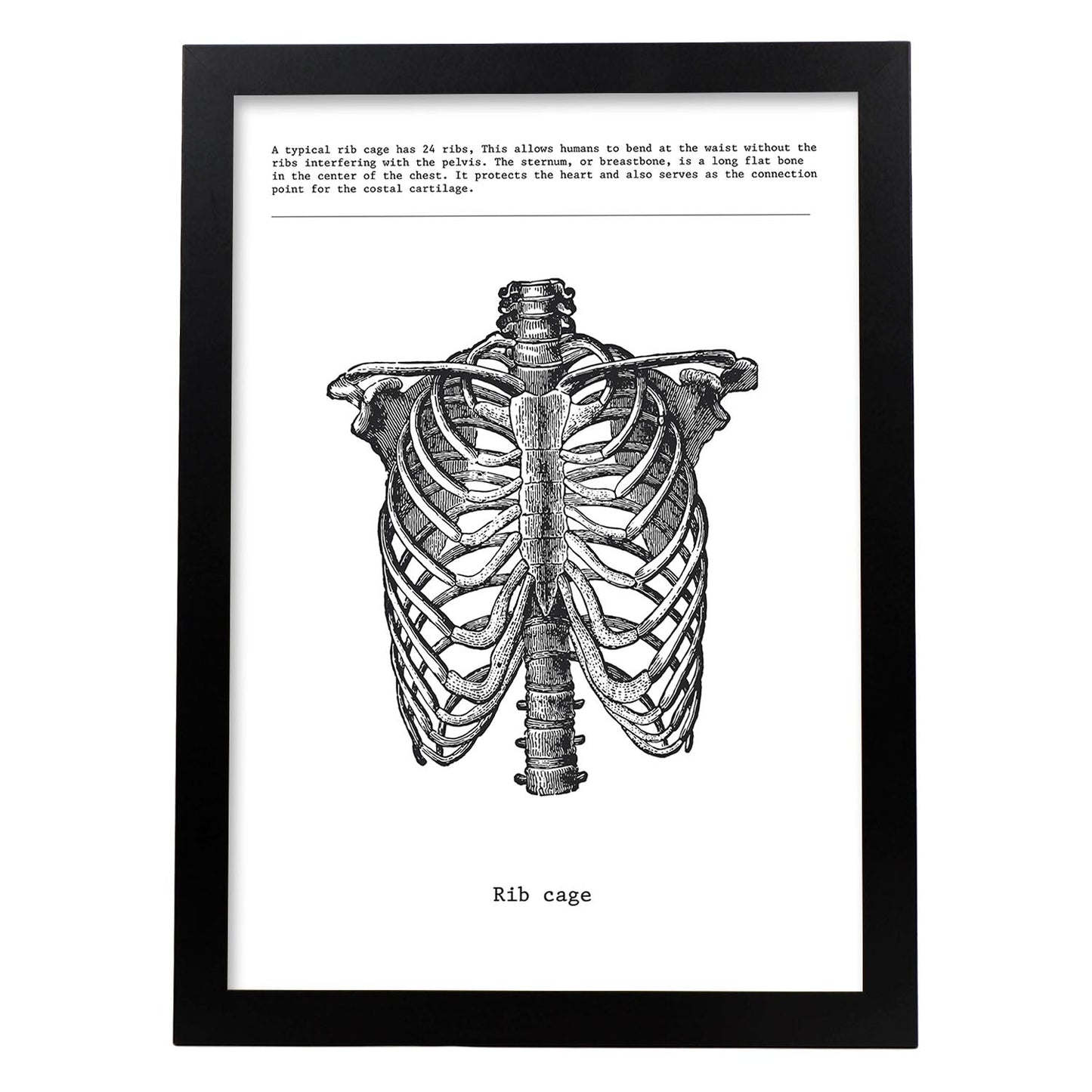 Posters de anatomía en blanco y negro con imágenes del cuerpo humano. Láminas de "Costillas". .-Artwork-Nacnic-A4-Marco Negro-Nacnic Estudio SL