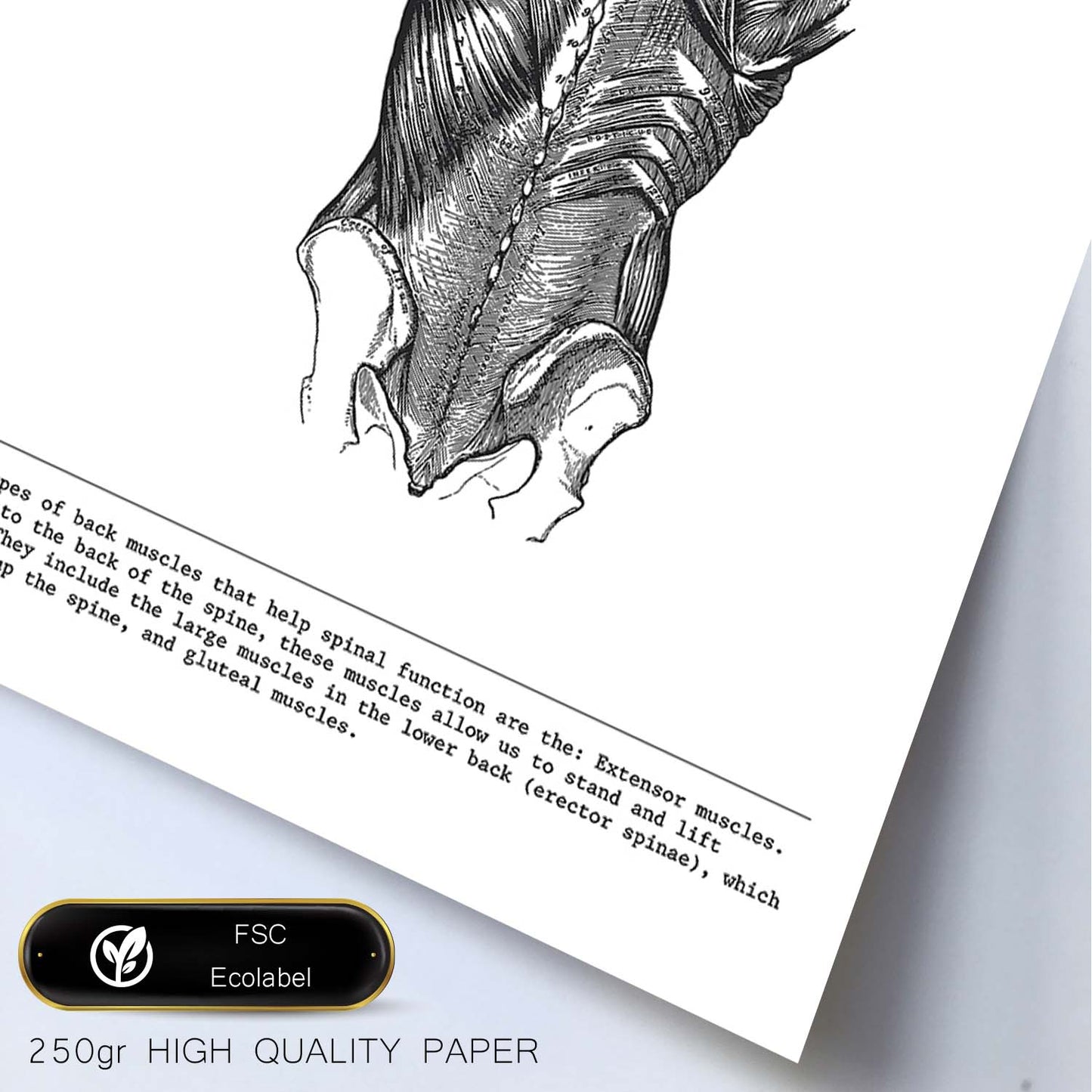 Posters de anatomía en blanco y negro con imágenes del cuerpo humano. Láminas de "Espalda". .-Artwork-Nacnic-Nacnic Estudio SL