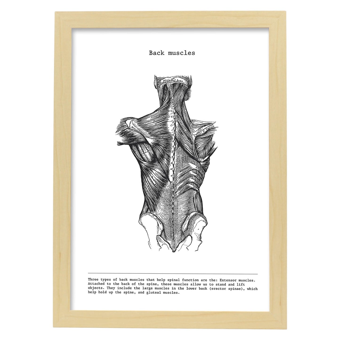 Posters de anatomía en blanco y negro con imágenes del cuerpo humano. Láminas de "Espalda". .-Artwork-Nacnic-A3-Marco Madera clara-Nacnic Estudio SL
