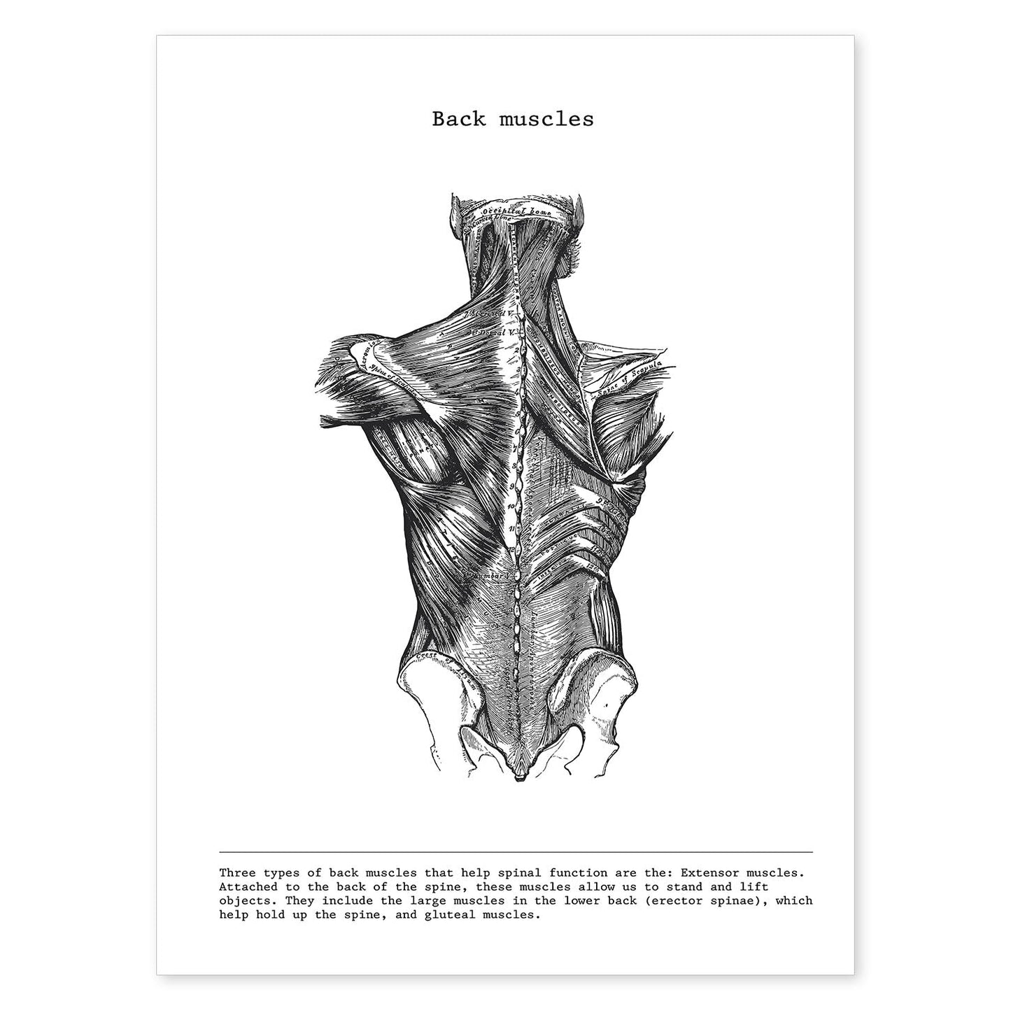 Posters de anatomía en blanco y negro con imágenes del cuerpo humano. Láminas de "Espalda". .-Artwork-Nacnic-A4-Sin marco-Nacnic Estudio SL