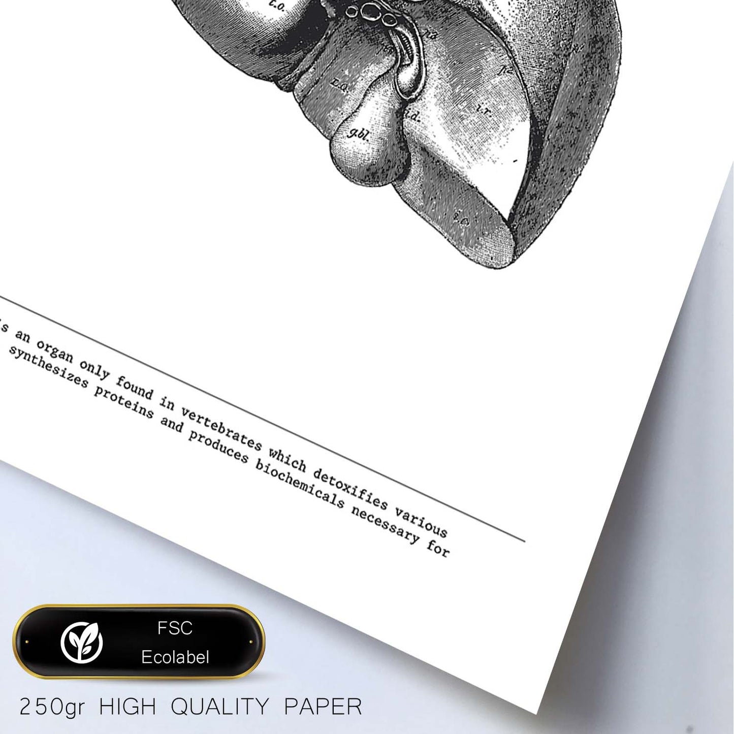 Posters de anatomía en blanco y negro con imágenes del cuerpo humano. Láminas de "Hígado". .-Artwork-Nacnic-Nacnic Estudio SL