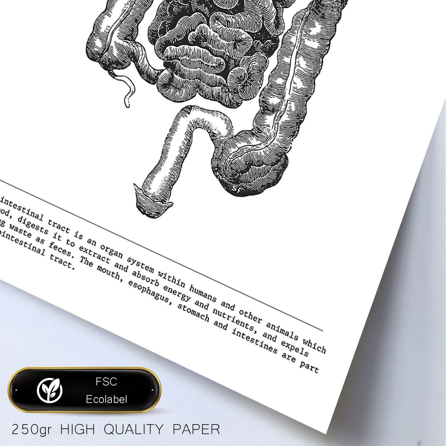 Posters de anatomía en blanco y negro con imágenes del cuerpo humano. Láminas de "Intestinos". .-Artwork-Nacnic-Nacnic Estudio SL