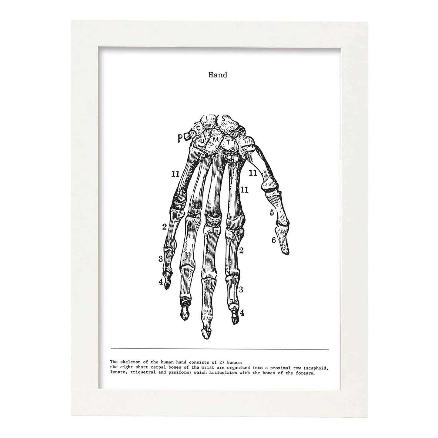 Posters de anatomía en blanco y negro con imágenes del cuerpo humano. Láminas de "Mano". .-Artwork-Nacnic-A3-Marco Blanco-Nacnic Estudio SL
