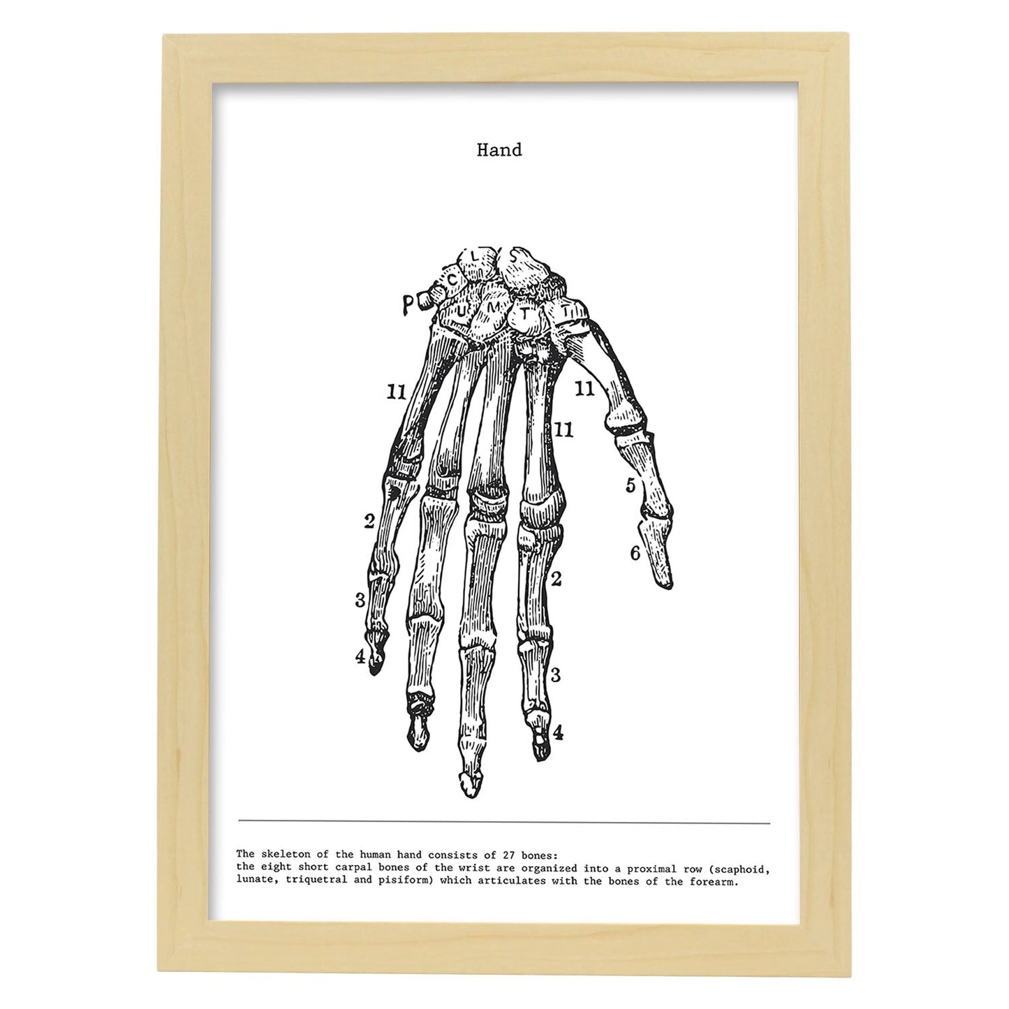 Posters de anatomía en blanco y negro con imágenes del cuerpo humano. Láminas de "Mano". .-Artwork-Nacnic-A3-Marco Madera clara-Nacnic Estudio SL