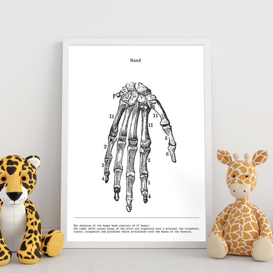 Posters de anatomía en blanco y negro con imágenes del cuerpo humano. Láminas de "Mano". .-Artwork-Nacnic-Nacnic Estudio SL