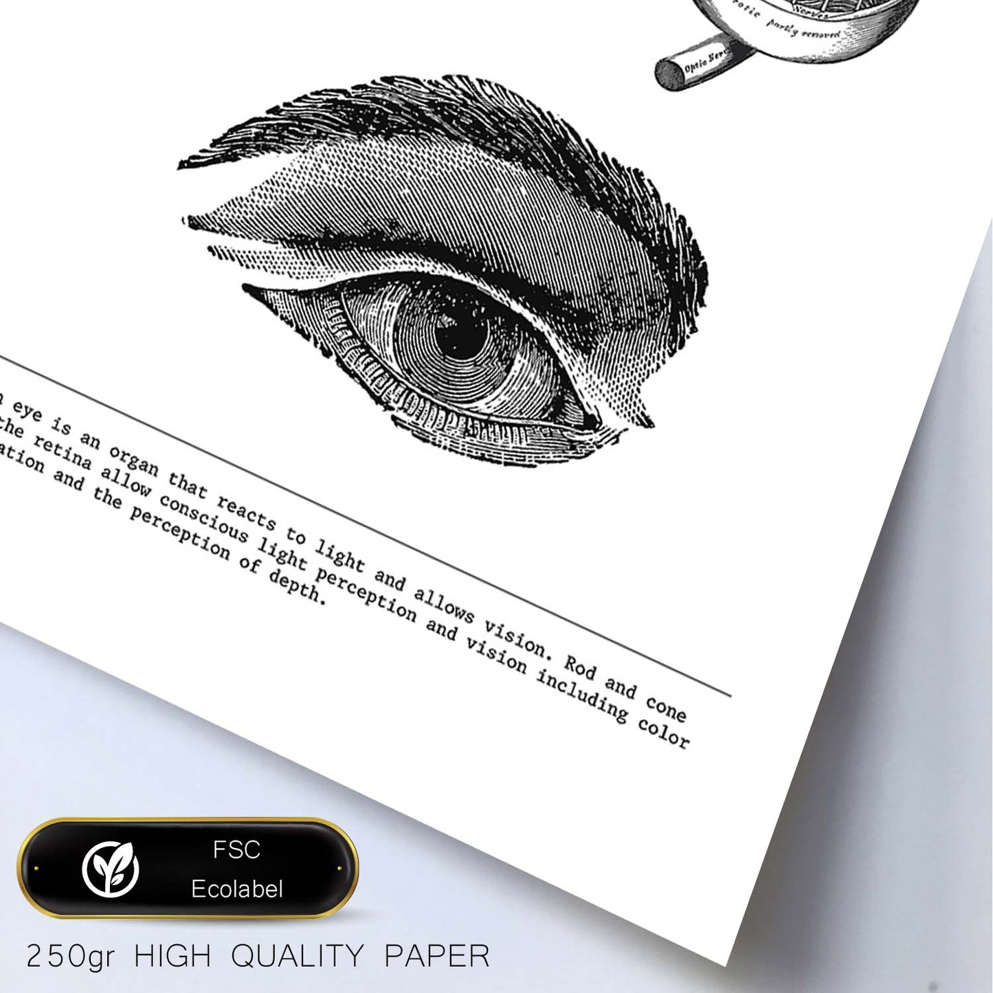 Posters de anatomía en blanco y negro con imágenes del cuerpo humano. Láminas de "Ojos". .-Artwork-Nacnic-Nacnic Estudio SL