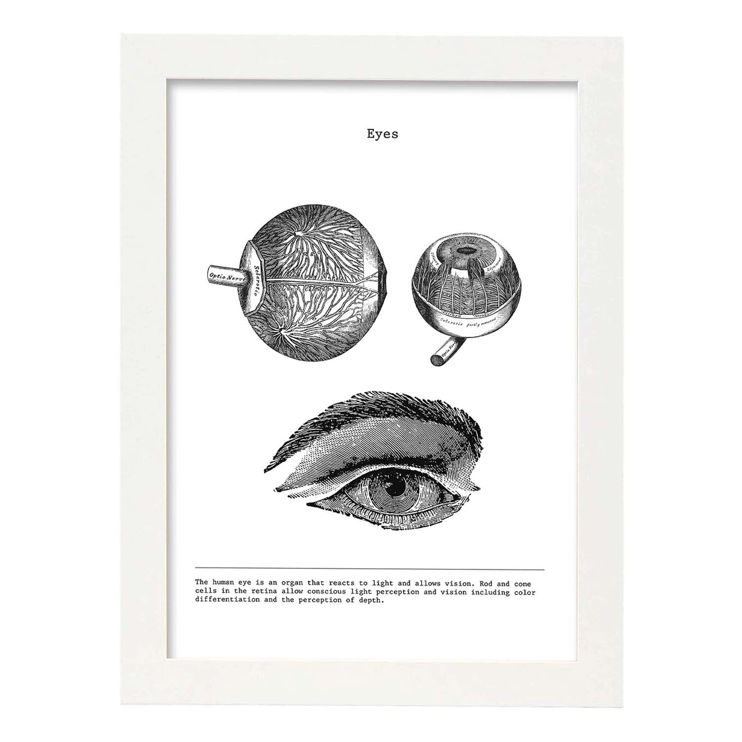 Posters de anatomía en blanco y negro con imágenes del cuerpo humano. Láminas de "Ojos". .-Artwork-Nacnic-A3-Marco Blanco-Nacnic Estudio SL
