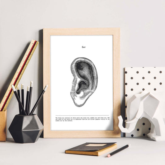 Posters de anatomía en blanco y negro con imágenes del cuerpo humano. Láminas de "Oreja". .-Artwork-Nacnic-Nacnic Estudio SL